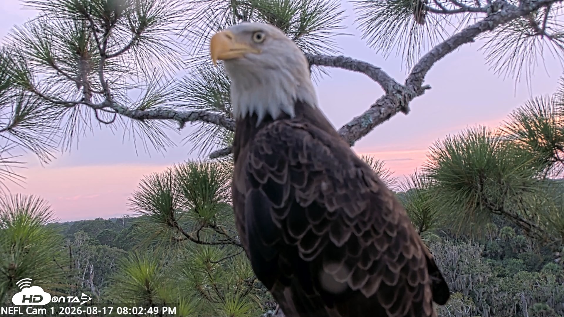 Snapshot of NE Florida Eagles Live Webcam taken Aug 17, 2026, 8:03pm EDT