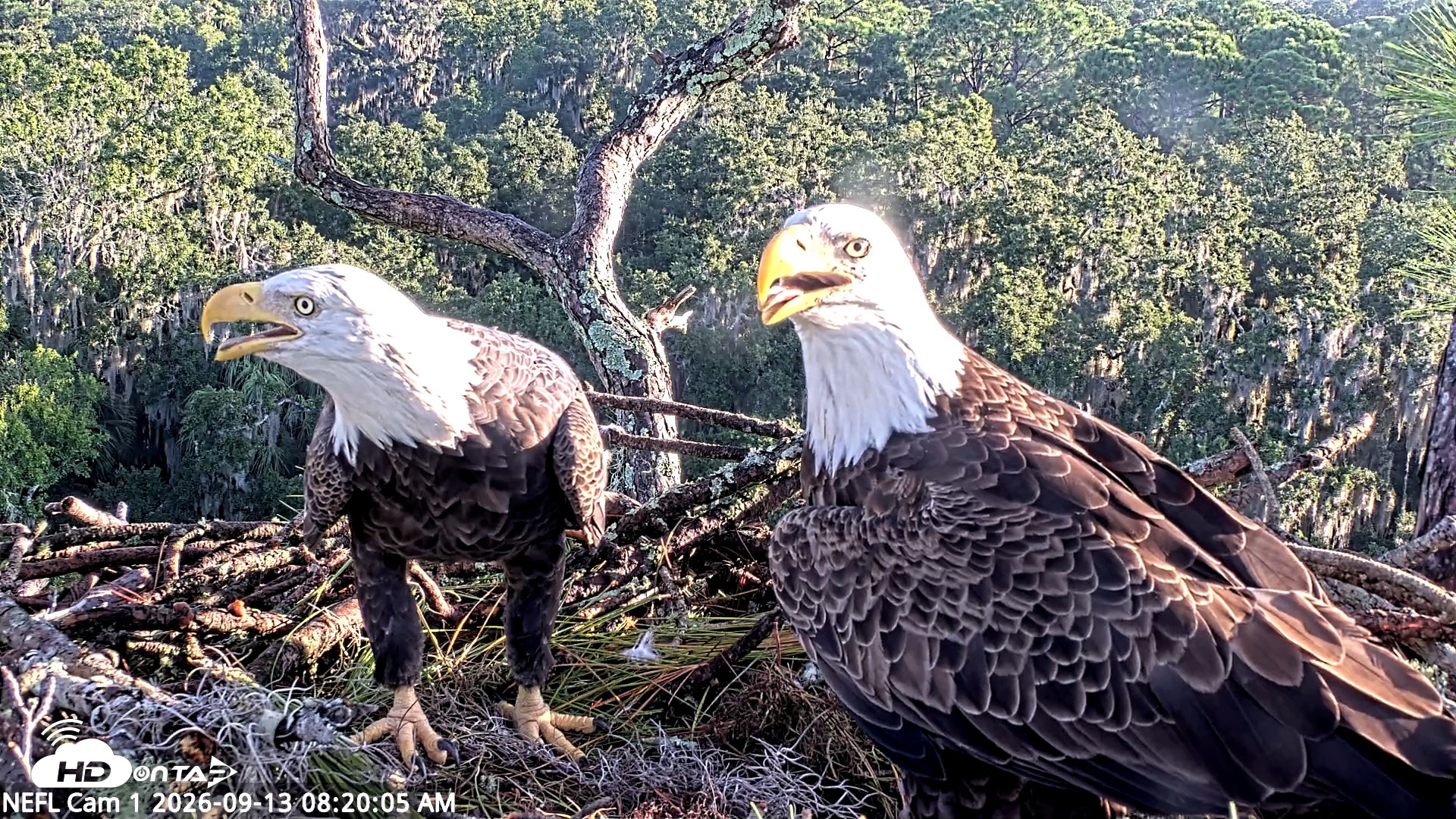Snapshot of NE Florida Eagles Live Webcam taken Sep 13, 2026, 8:20am EDT