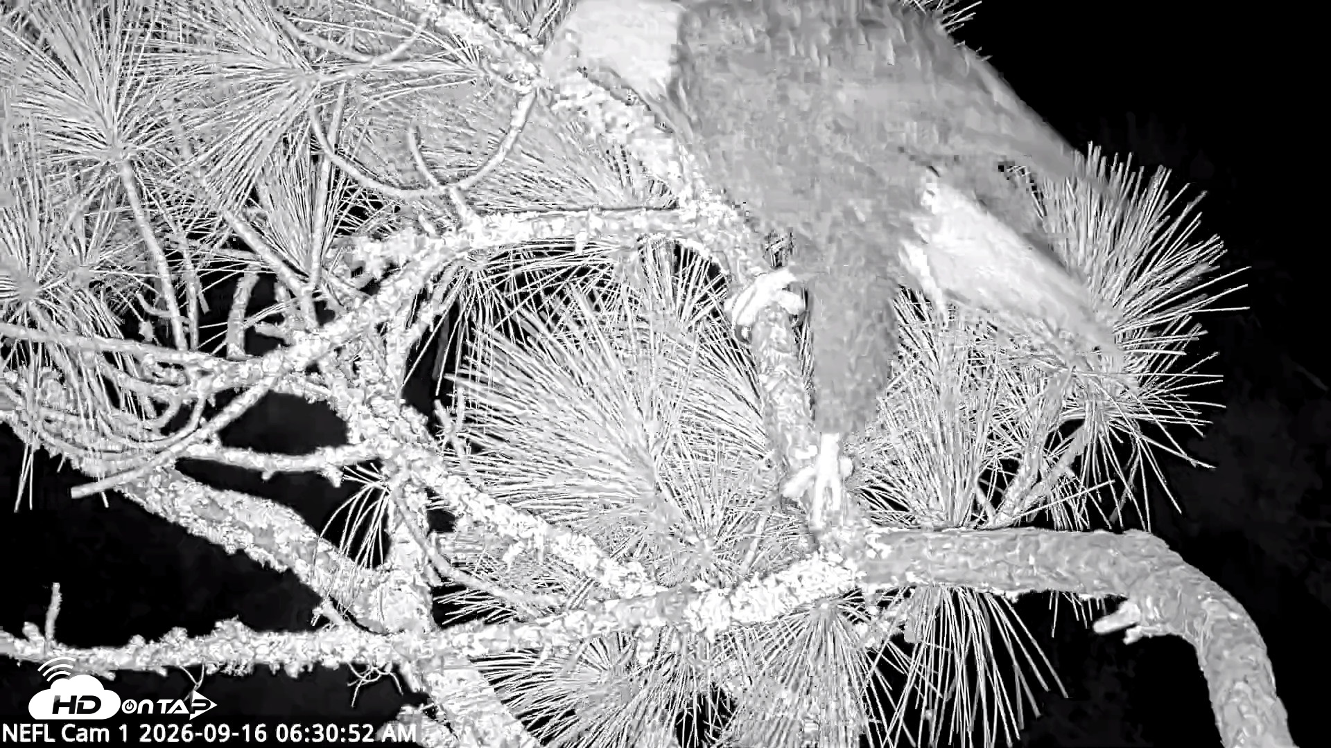 Snapshot of NE Florida Eagles Live Webcam taken Sep 16, 2026, 6:31am EDT
