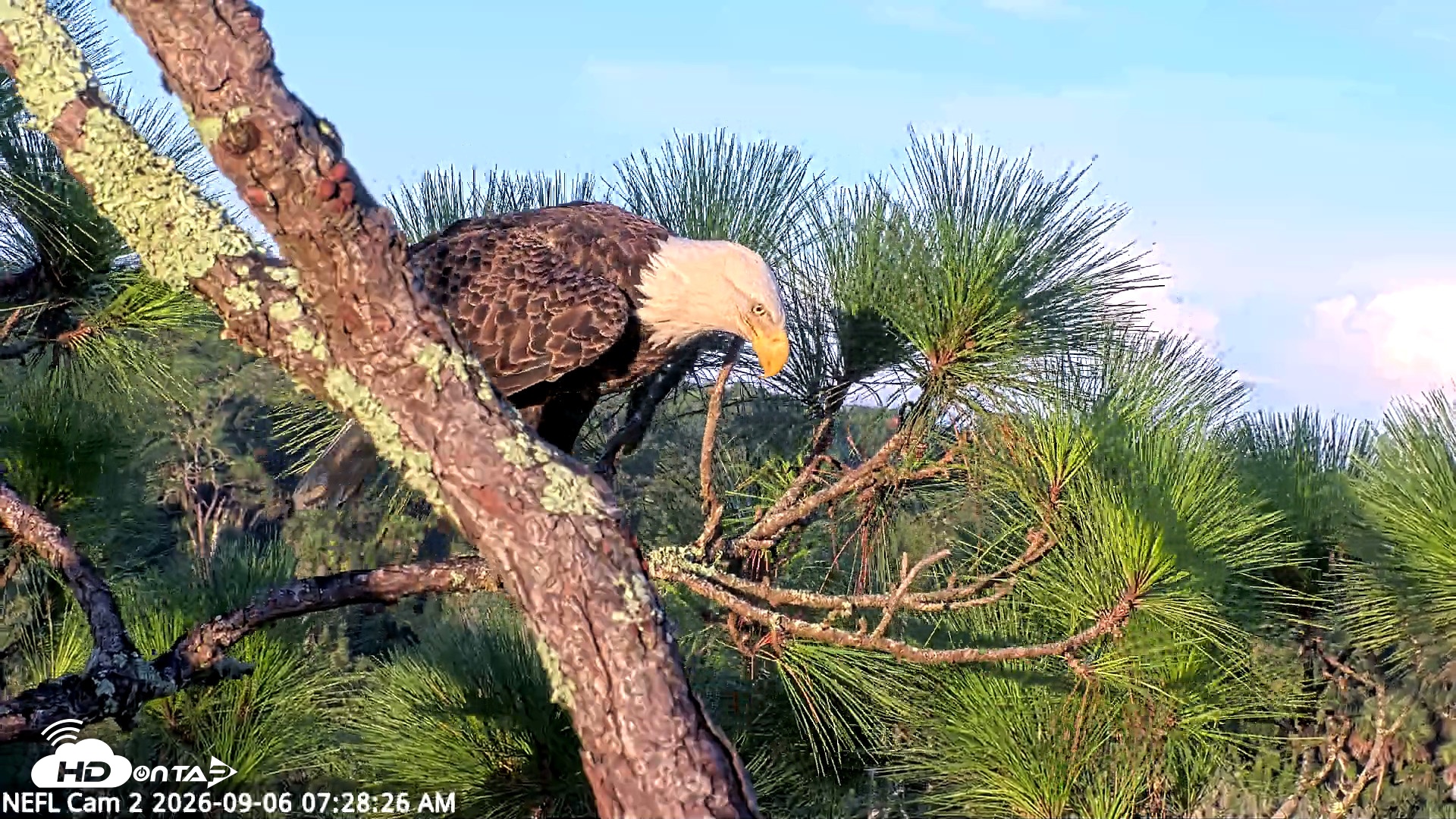 Snapshot of NE Florida Eagles Live Webcam taken Sep 6, 2026, 7:29am EDT