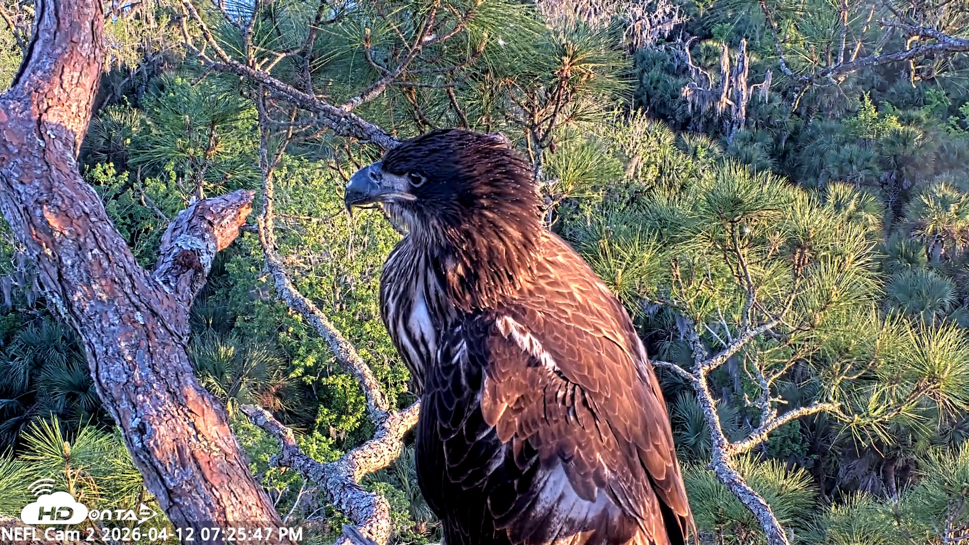 Snapshot of NE Florida Eagles Live Webcam taken Apr 12, 2026, 7:26pm EDT