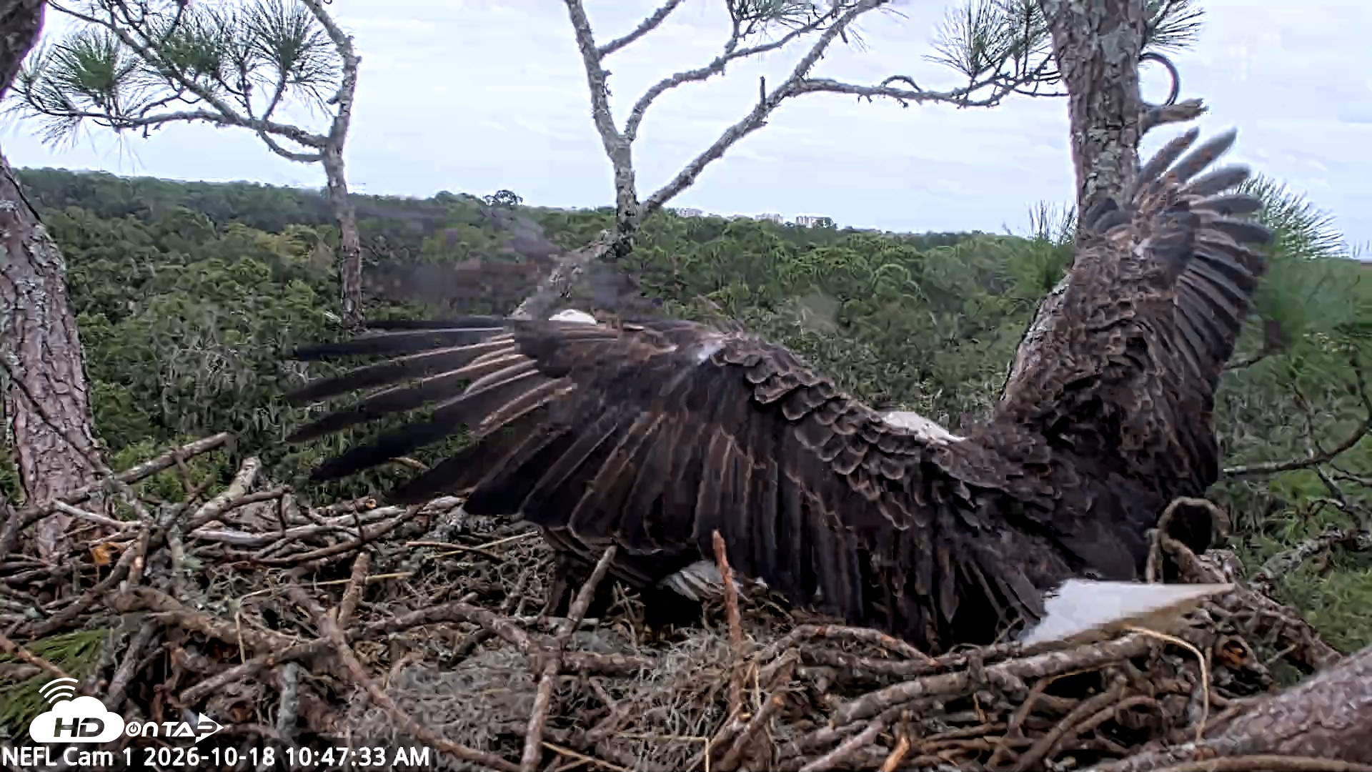 Snapshot of NE Florida Eagles Live Webcam taken Oct 18, 2026, 10:48am EDT