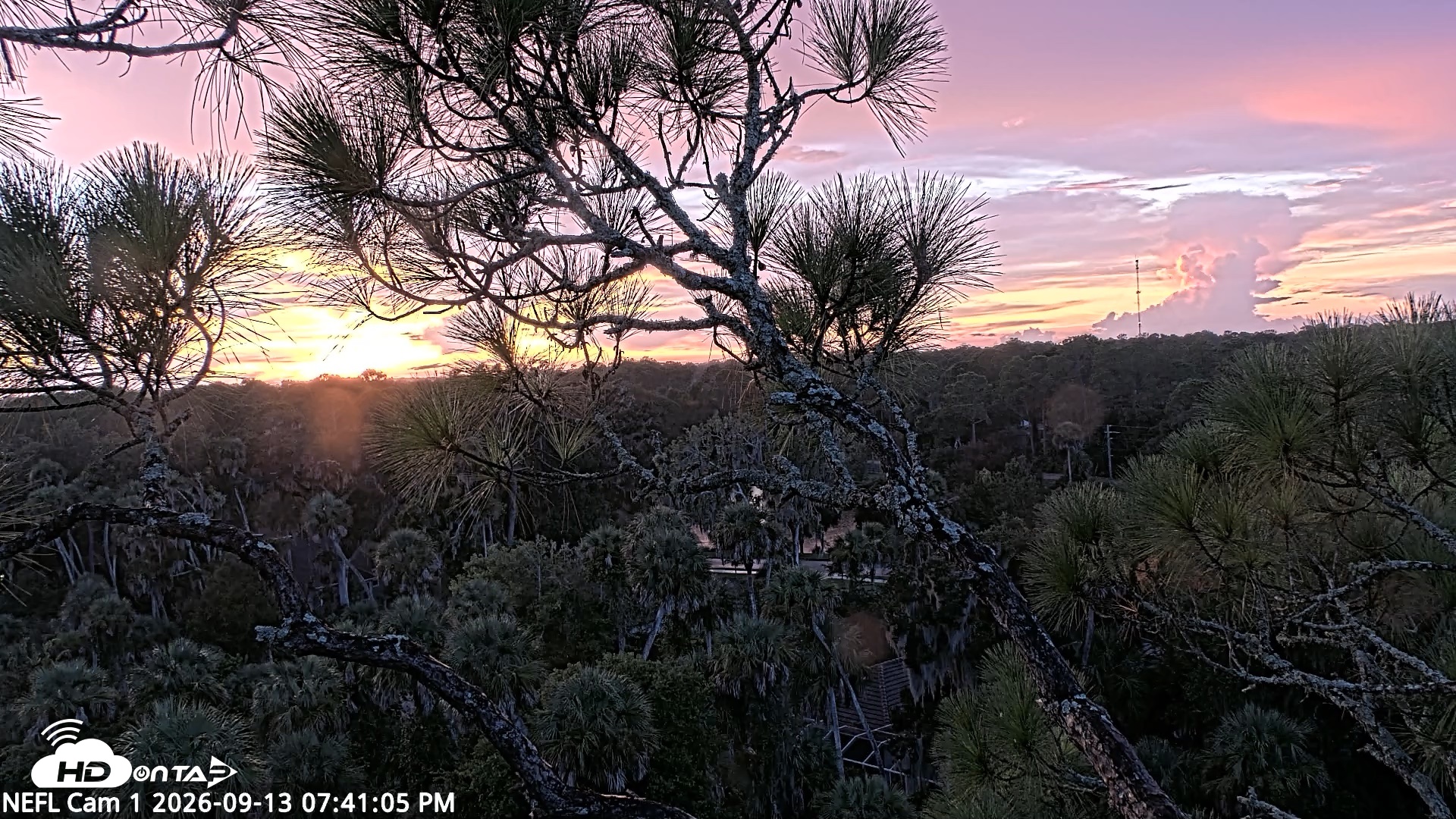 Snapshot of NE Florida Eagles Live Webcam taken Sep 13, 2026, 7:42pm EDT