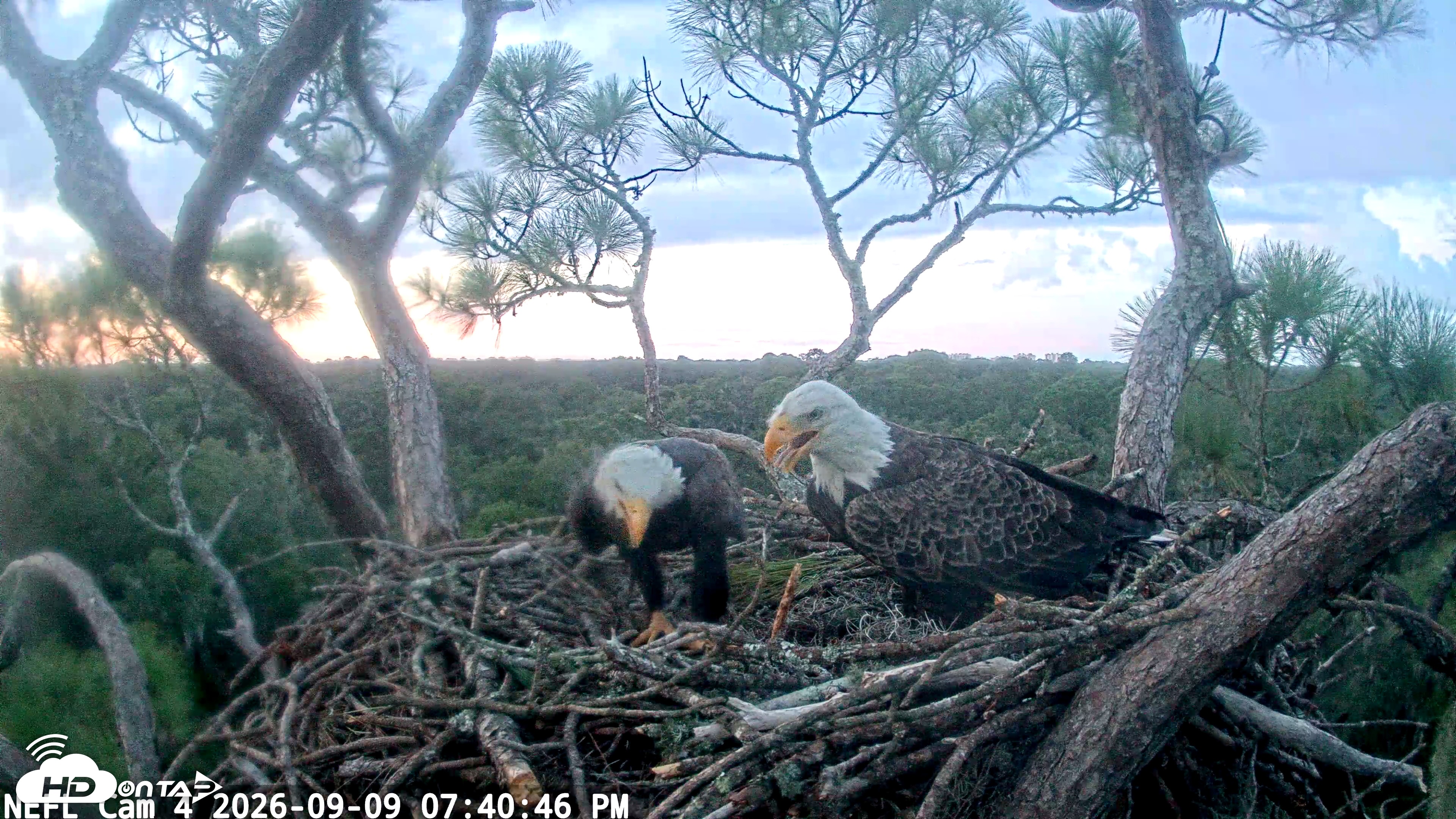 Snapshot of NE Florida Eagles Live Webcam taken Sep 9, 2026, 7:41pm EDT