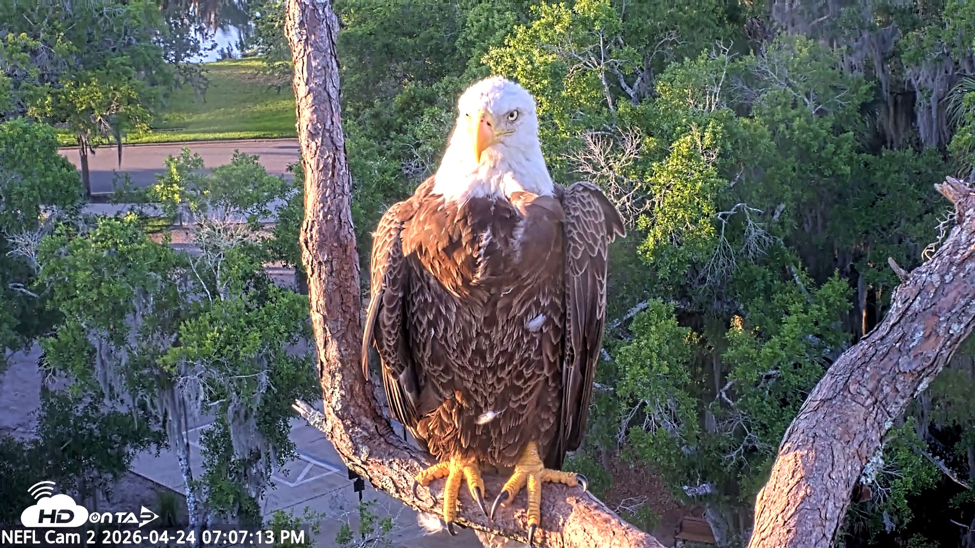 Snapshot of NE Florida Eagles Live Webcam taken Apr 24, 2026, 7:08pm EDT