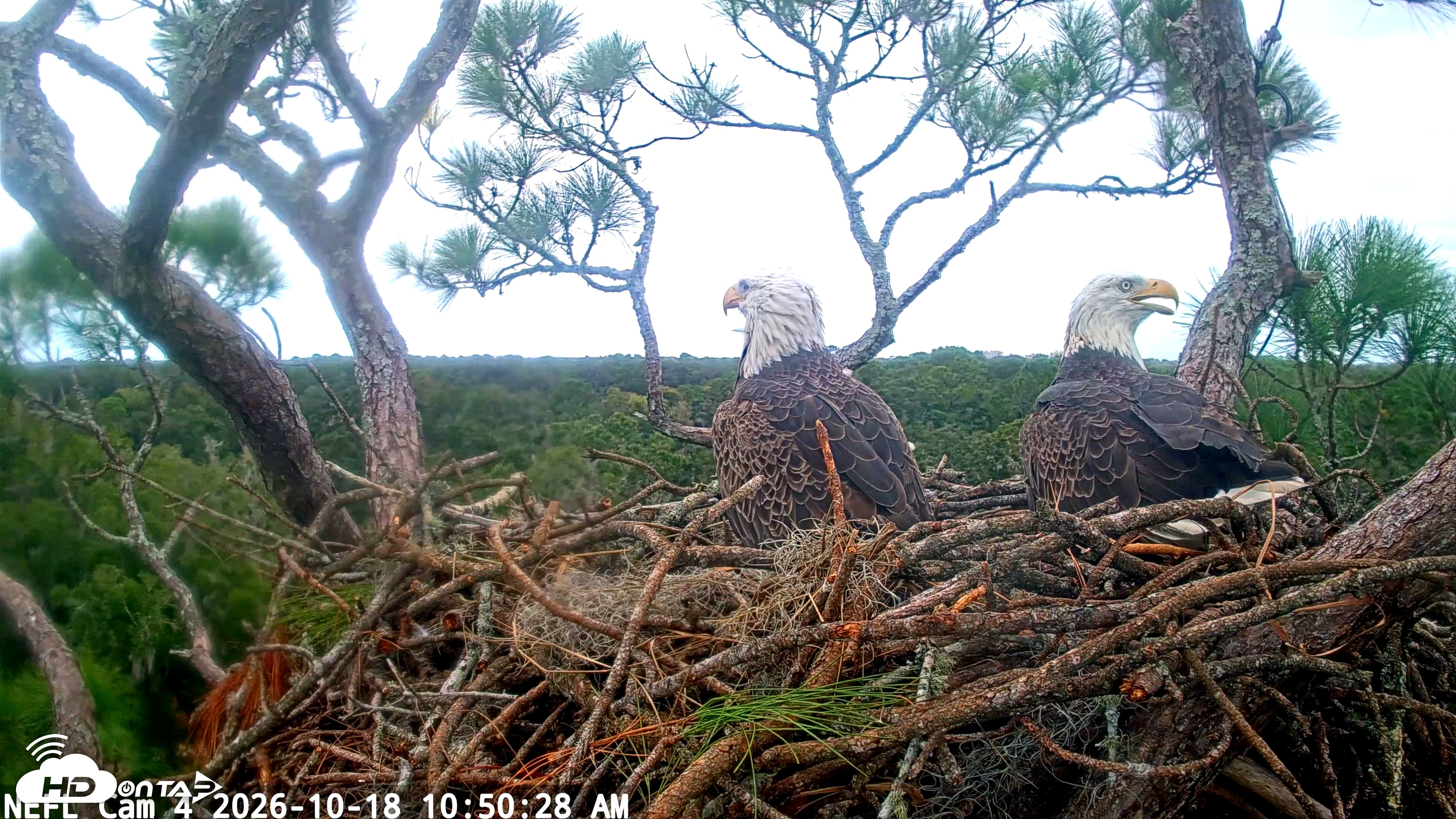 Snapshot of NE Florida Eagles Live Webcam taken Oct 18, 2026, 10:51am EDT