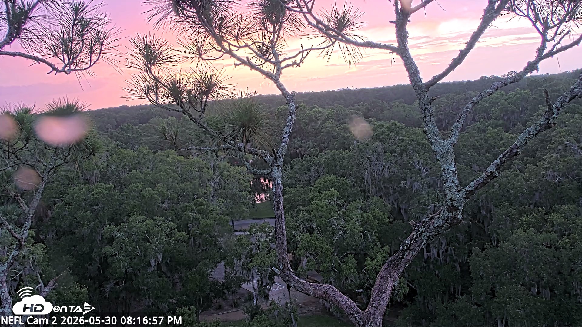 Snapshot of NE Florida Eagles Live Webcam taken May 30, 2026, 8:17pm EDT
