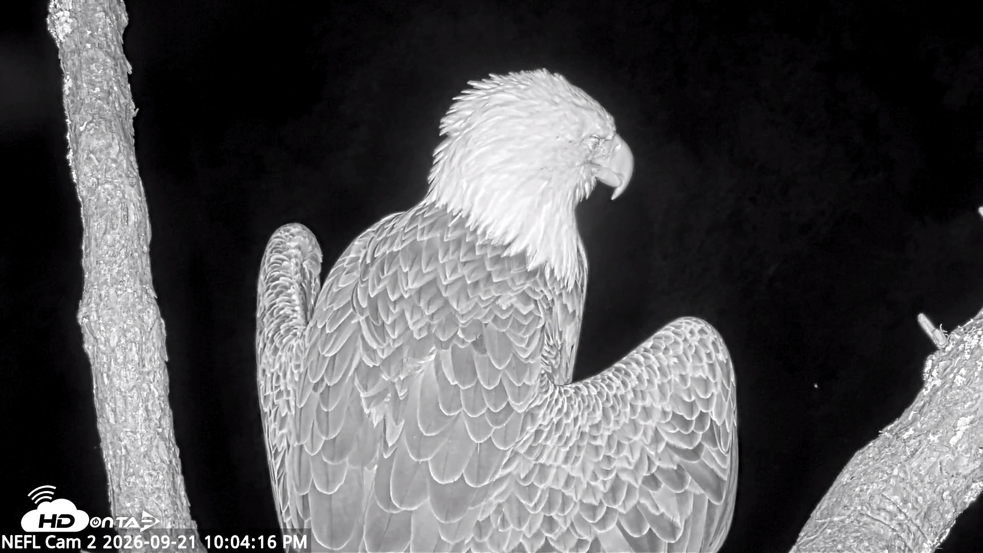 Snapshot of NE Florida Eagles Live Webcam taken Sep 21, 2026, 10:05pm EDT