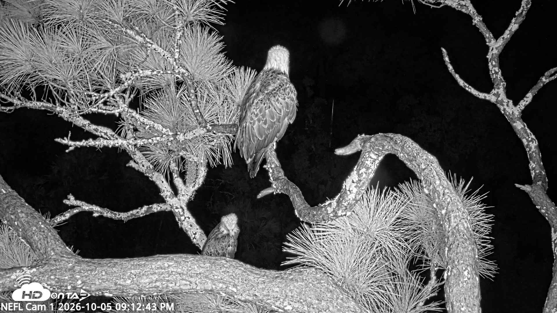 Snapshot of NE Florida Eagles Live Webcam taken Oct 5, 2026, 9:13pm EDT