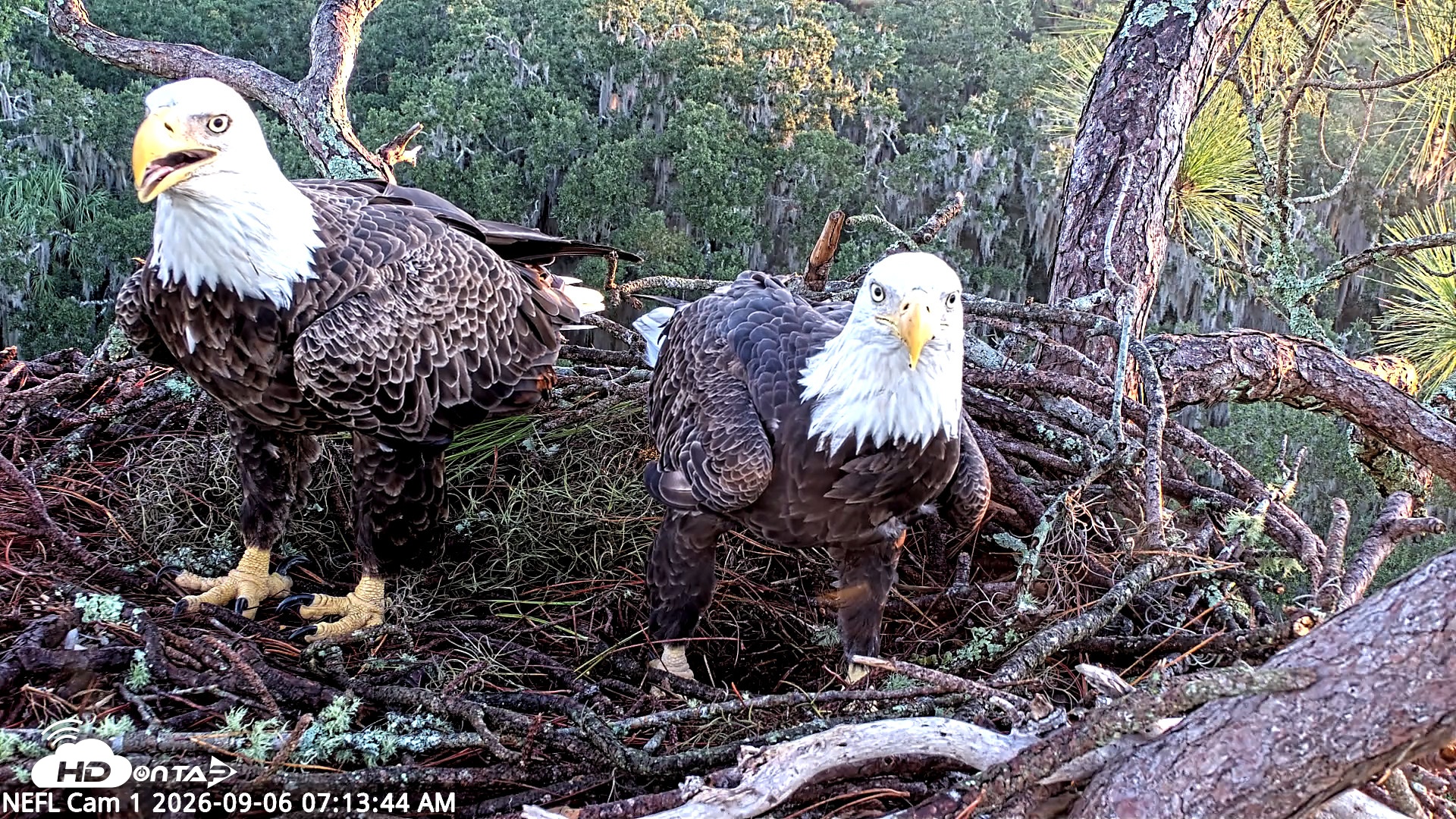 Snapshot of NE Florida Eagles Live Webcam taken Sep 6, 2026, 7:14am EDT