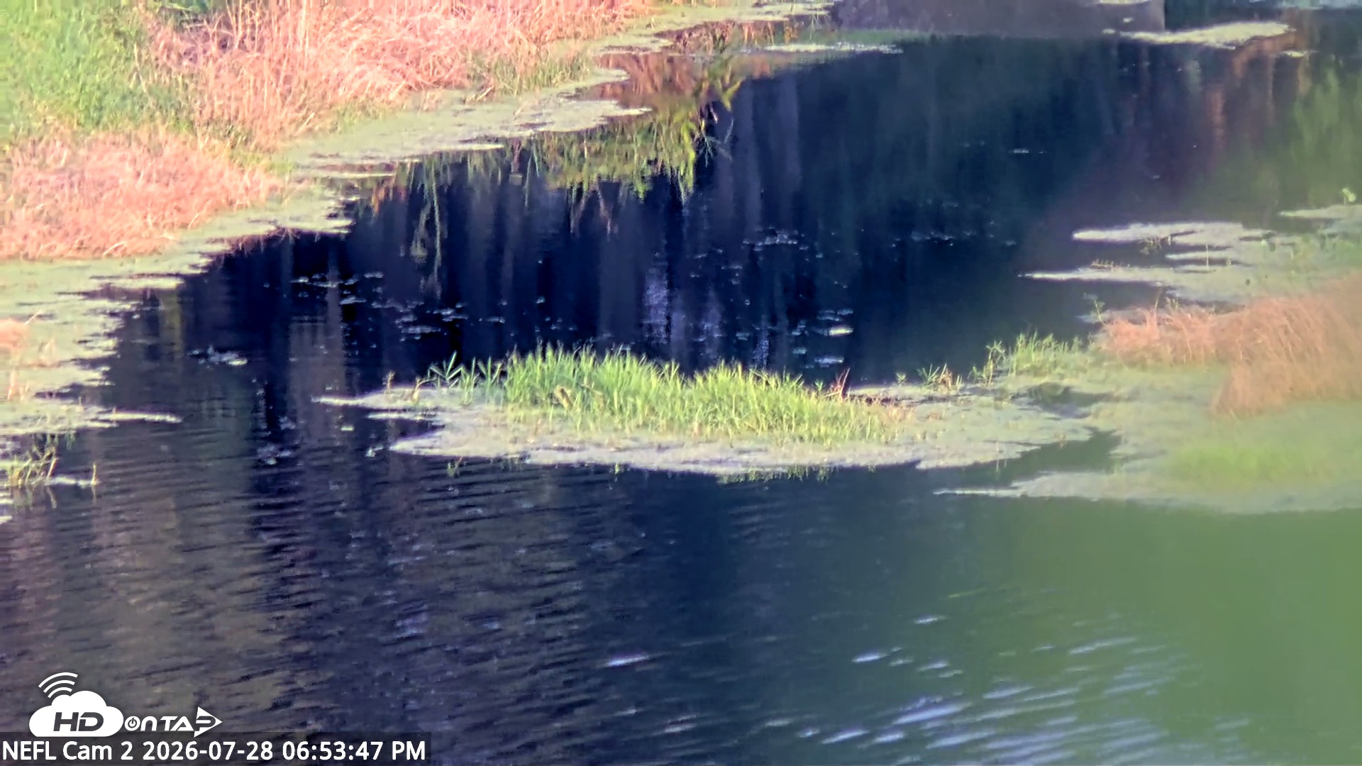Snapshot of NE Florida Eagles Live Webcam taken Jul 28, 2026, 6:54pm EDT