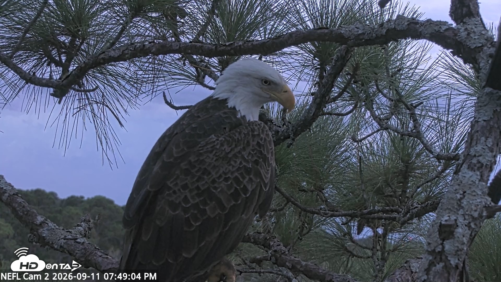 Snapshot of NE Florida Eagles Live Webcam taken Sep 11, 2026, 7:49pm EDT