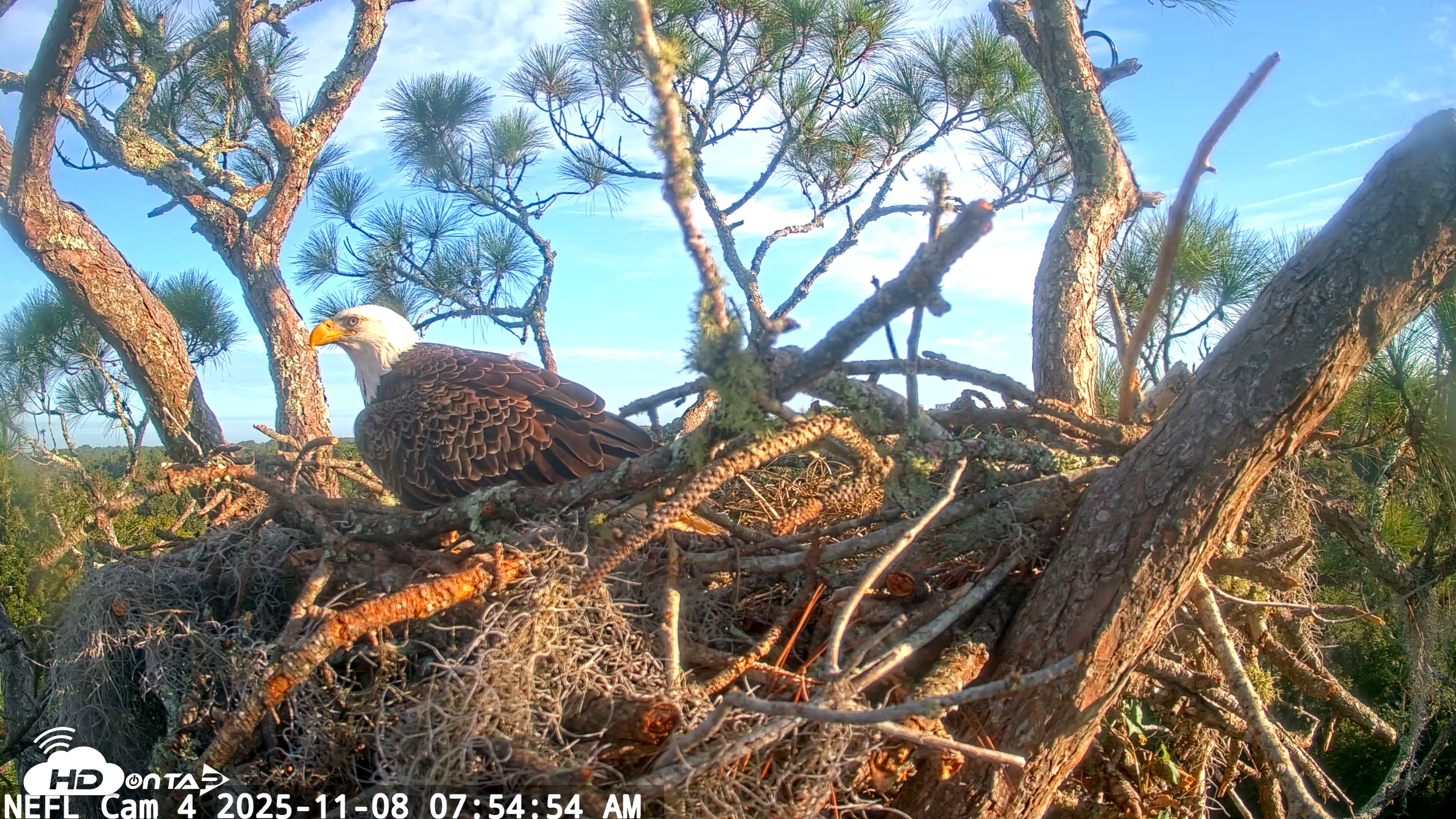 Snapshot of NE Florida Eagles Live Webcam taken Nov 8, 2025, 7:55am EST
