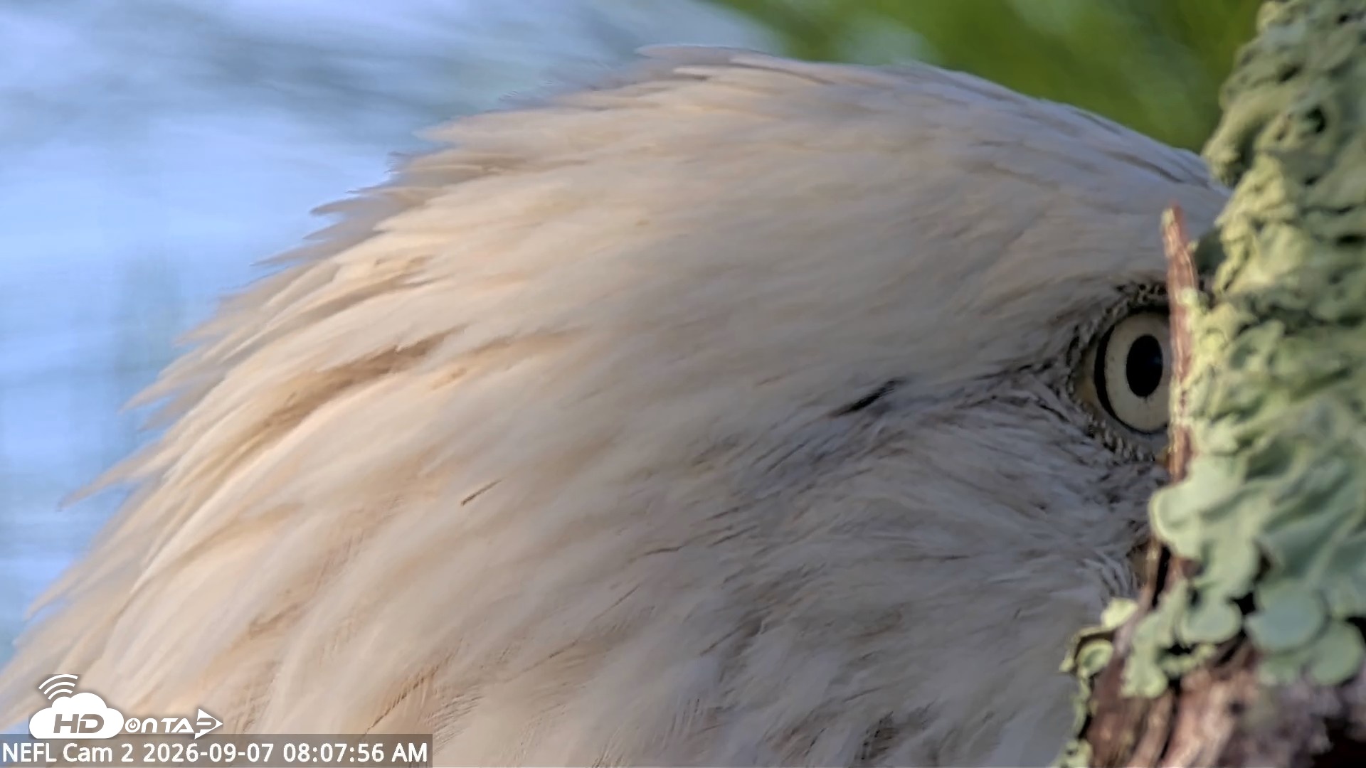 Snapshot of NE Florida Eagles Live Webcam taken Sep 7, 2026, 8:08am EDT