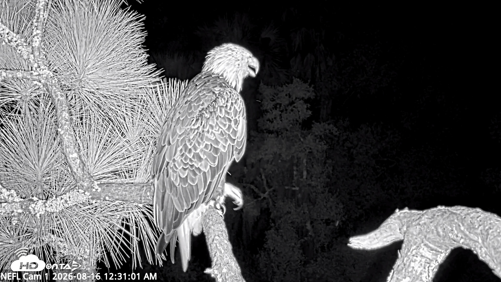 Snapshot of NE Florida Eagles Live Webcam taken Aug 16, 2026, 12:32am EDT