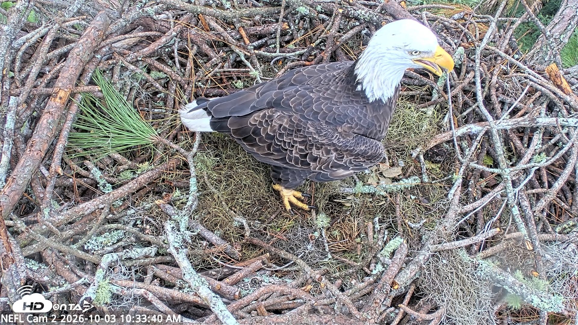 Snapshot of NE Florida Eagles Live Webcam taken Oct 3, 2026, 10:34am EDT