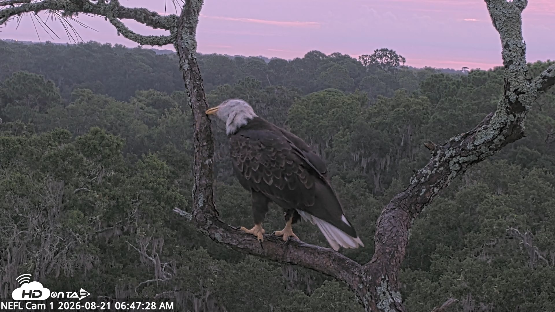 Snapshot of NE Florida Eagles Live Webcam taken Aug 21, 2026, 6:48am EDT