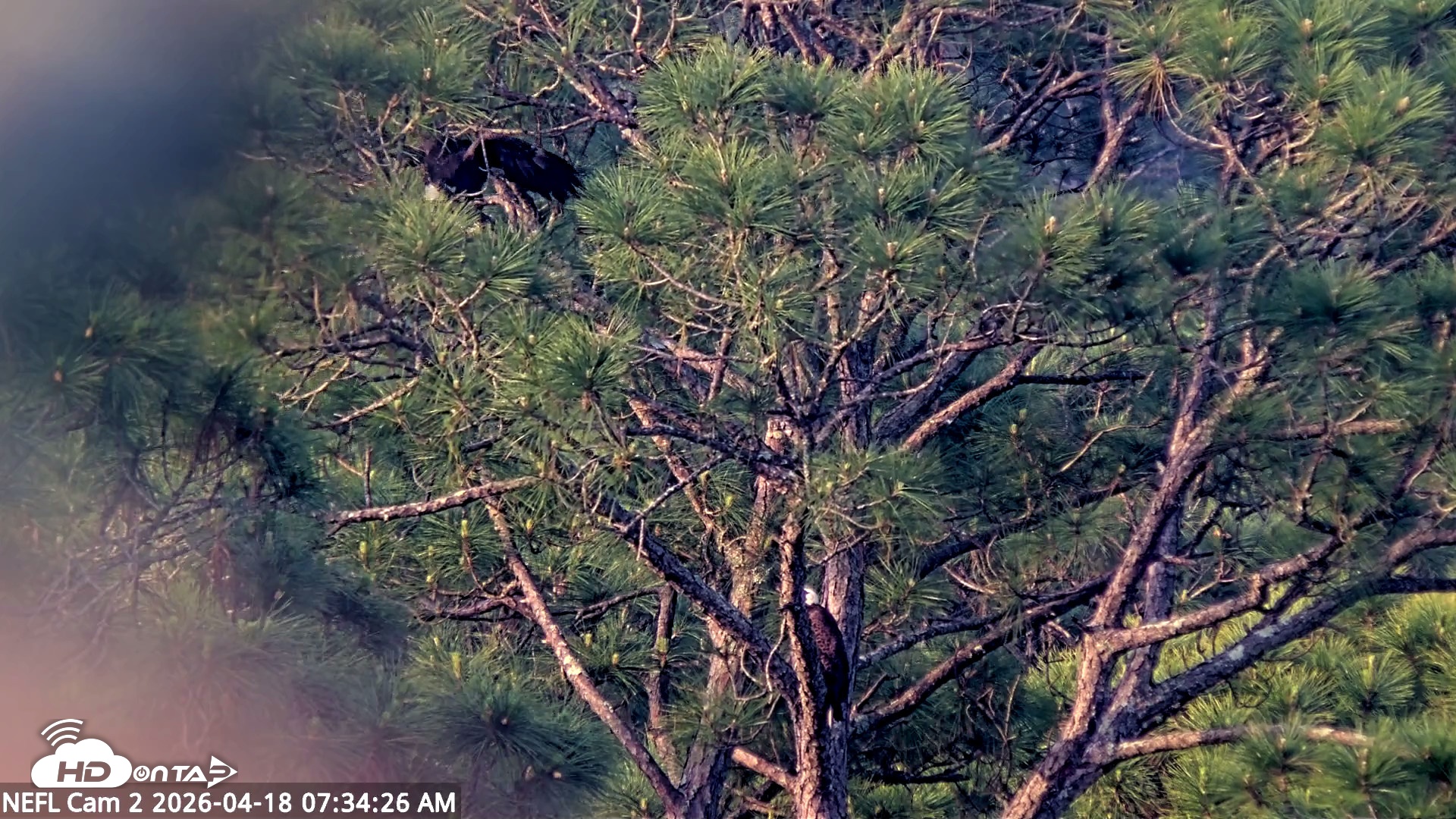 Snapshot of NE Florida Eagles Live Webcam taken Apr 18, 2026, 7:35am EDT