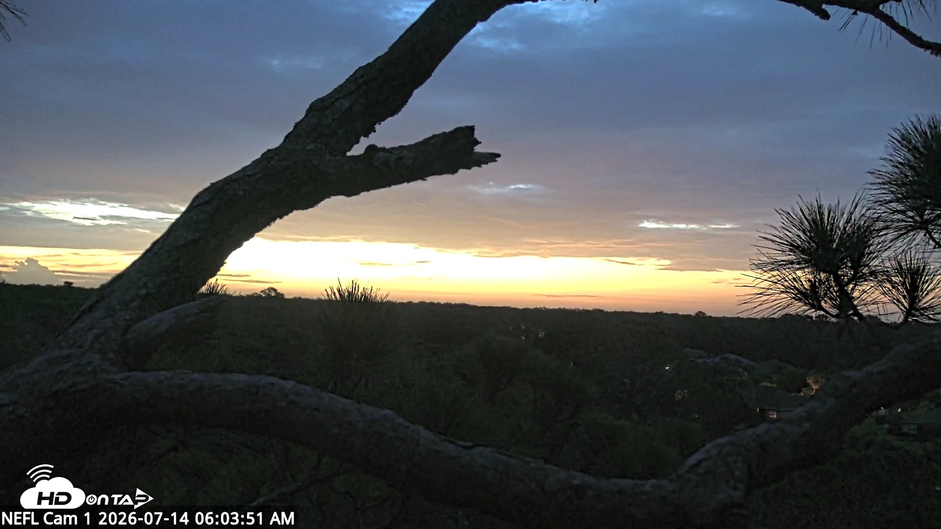 Snapshot of NE Florida Eagles Live Webcam taken Jul 14, 2026, 6:05am EDT