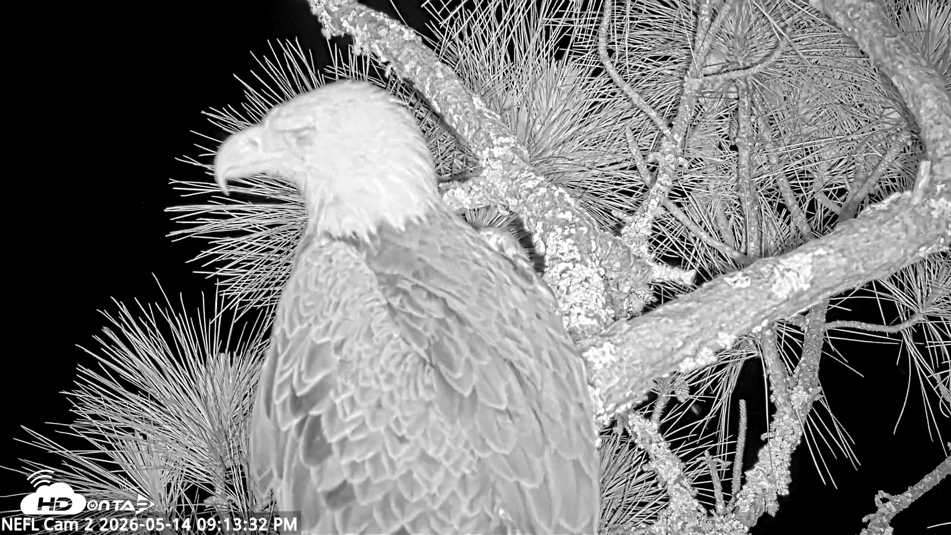 Snapshot of NE Florida Eagles Live Webcam taken May 14, 2026, 9:14pm EDT