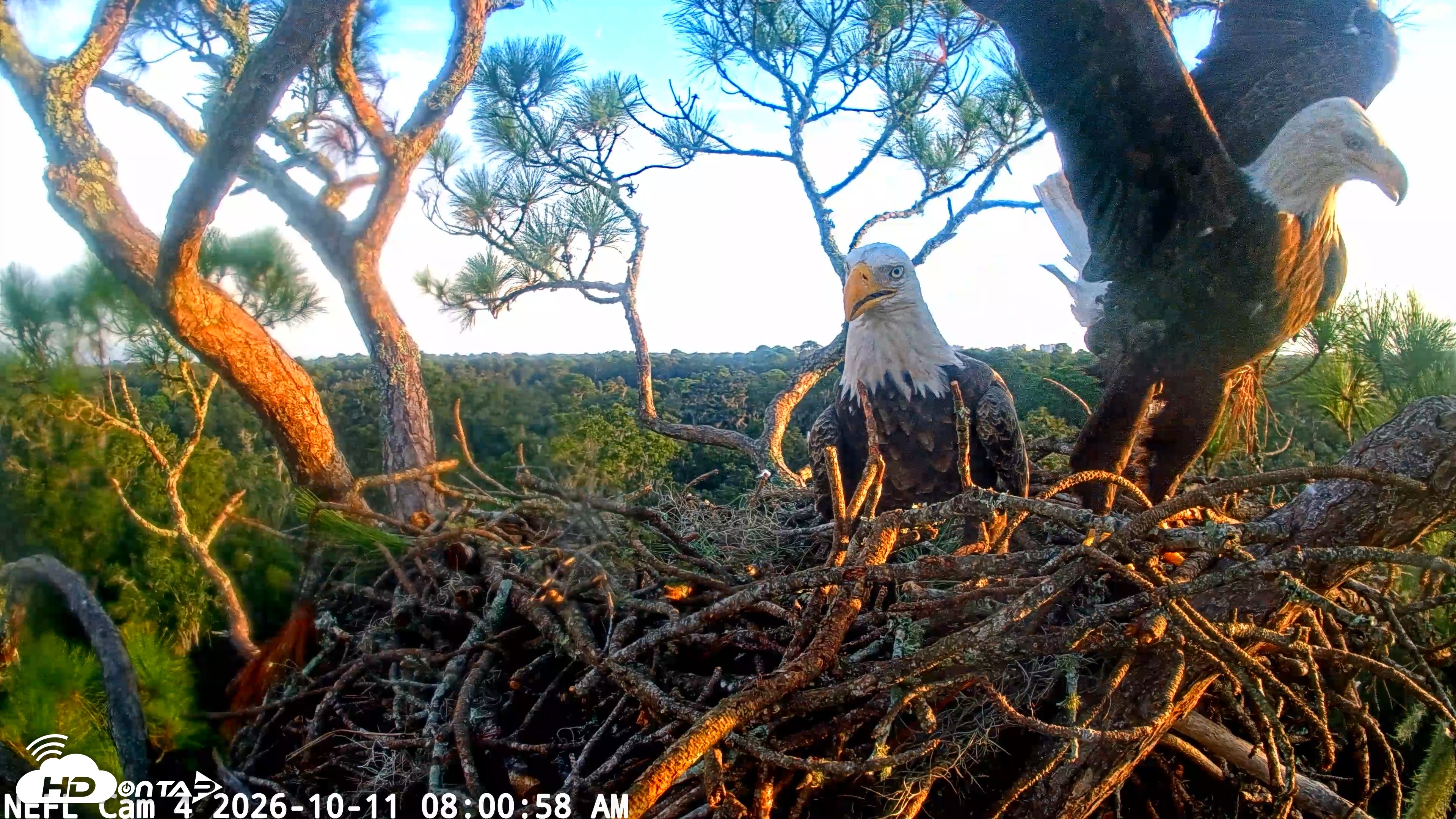 Snapshot of NE Florida Eagles Live Webcam taken Oct 11, 2026, 8:01am EDT