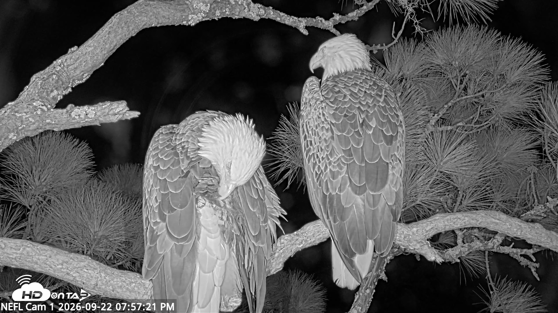 Snapshot of NE Florida Eagles Live Webcam taken Sep 22, 2026, 7:58pm EDT