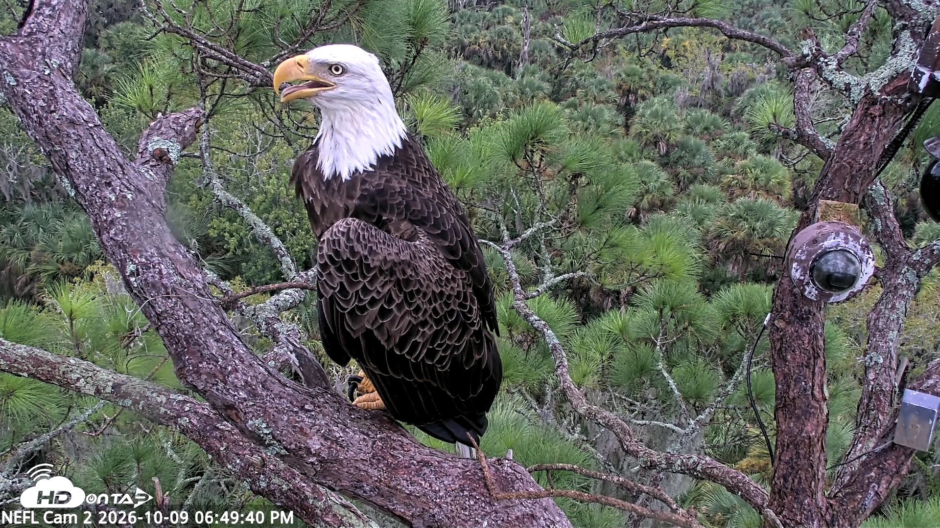 Snapshot of NE Florida Eagles Live Webcam taken Oct 9, 2026, 6:50pm EDT