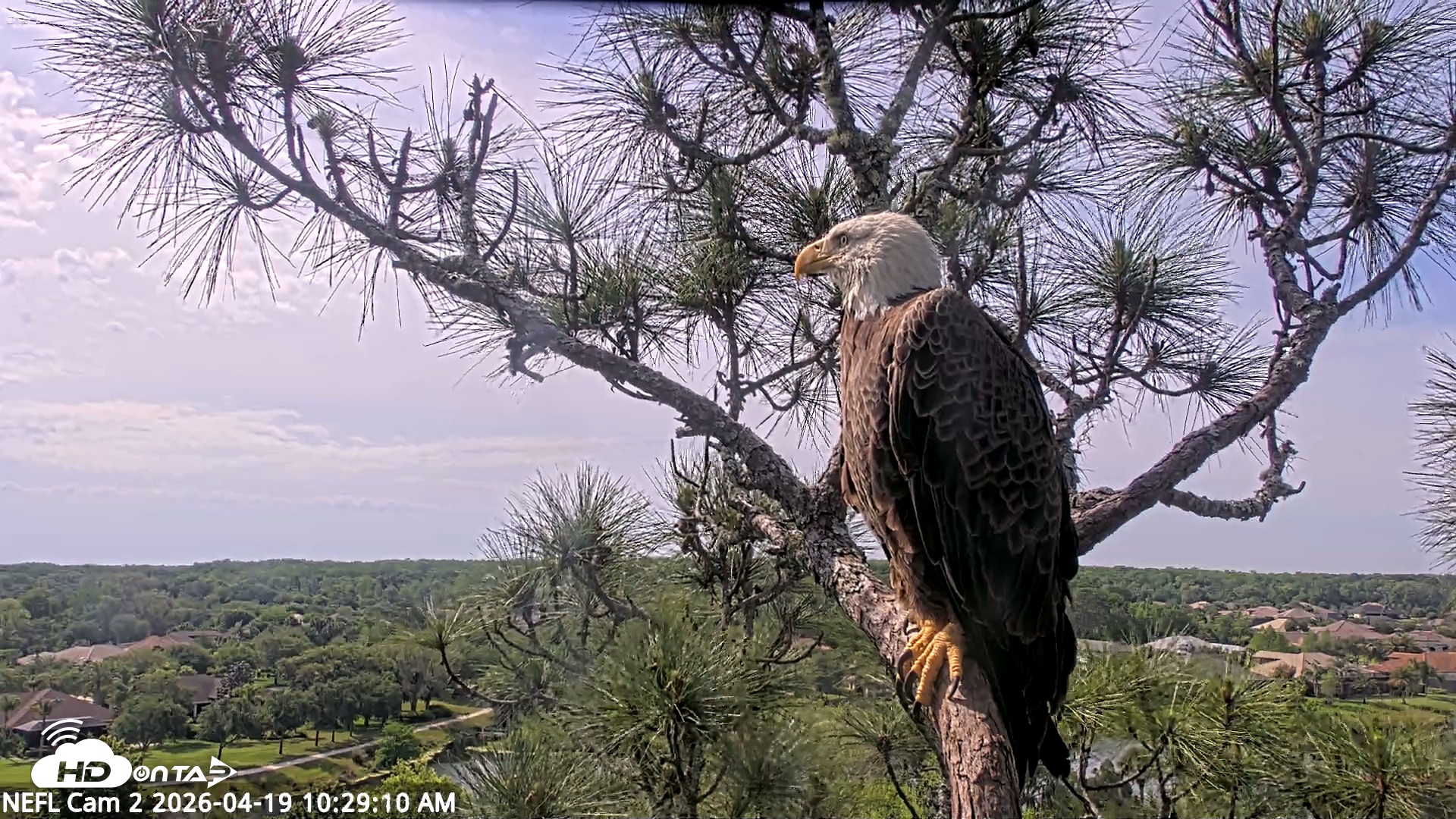 Snapshot of NE Florida Eagles Live Webcam taken Apr 19, 2026, 10:29am EDT