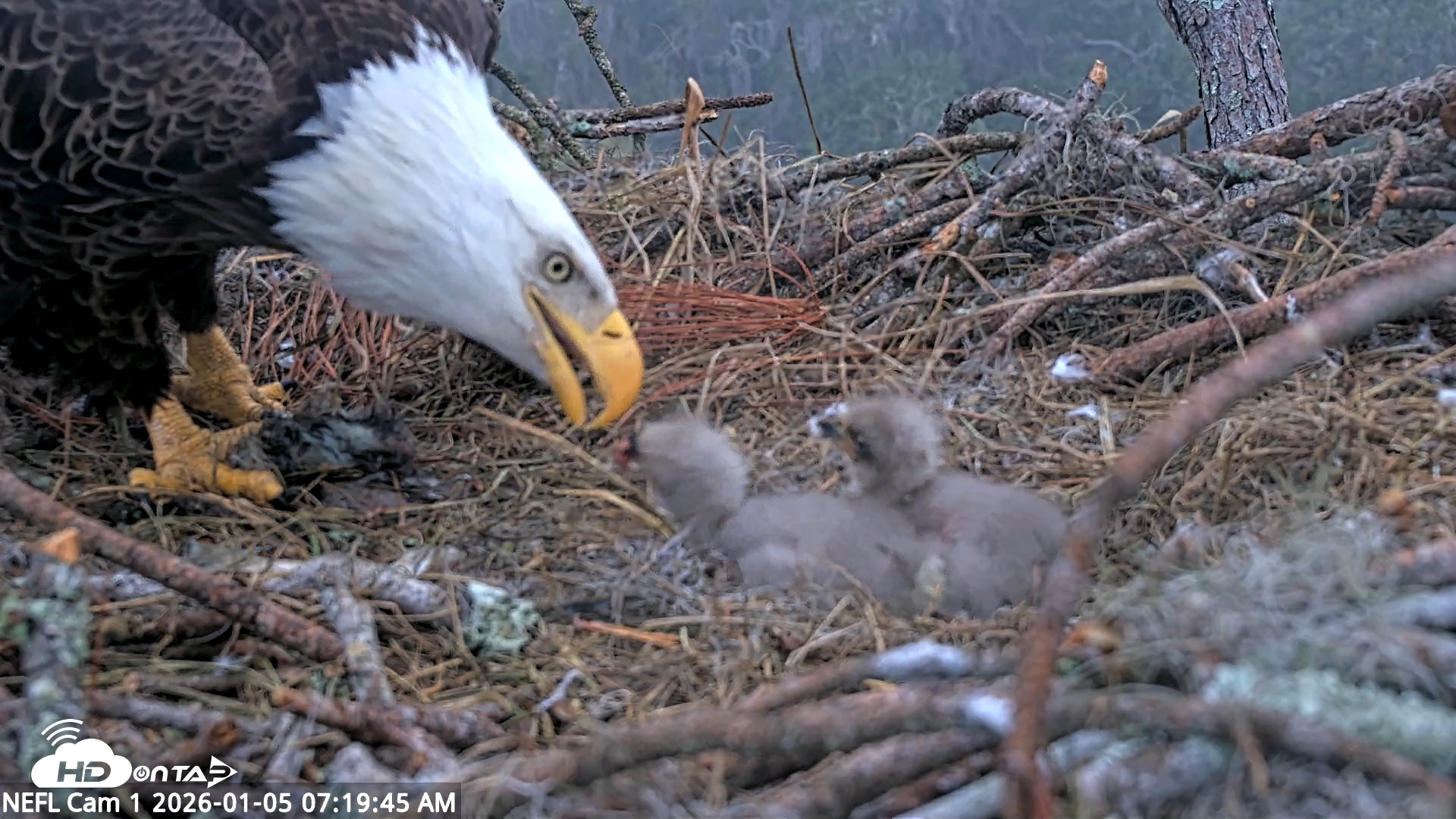 Snapshot of NE Florida Eagles Live Webcam taken Jan 5, 2026, 7:20am EST