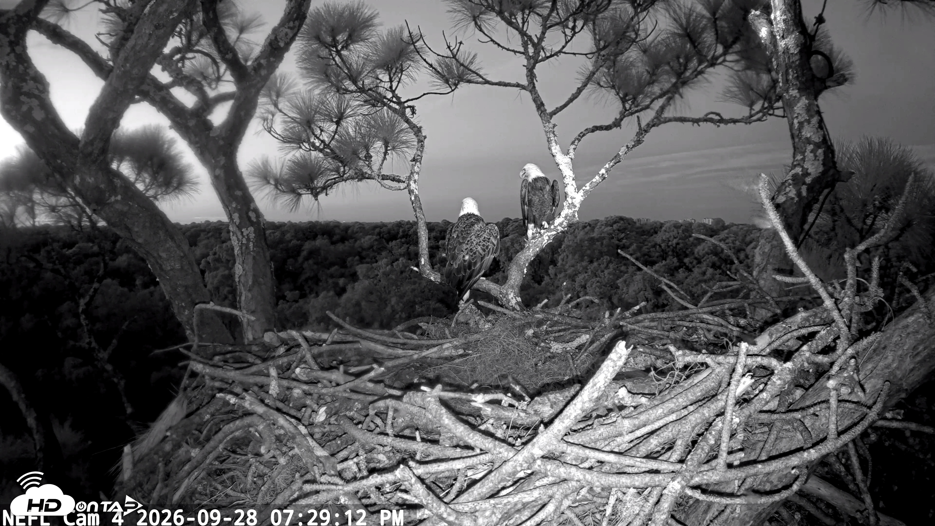 Snapshot of NE Florida Eagles Live Webcam taken Sep 28, 2026, 7:30pm EDT