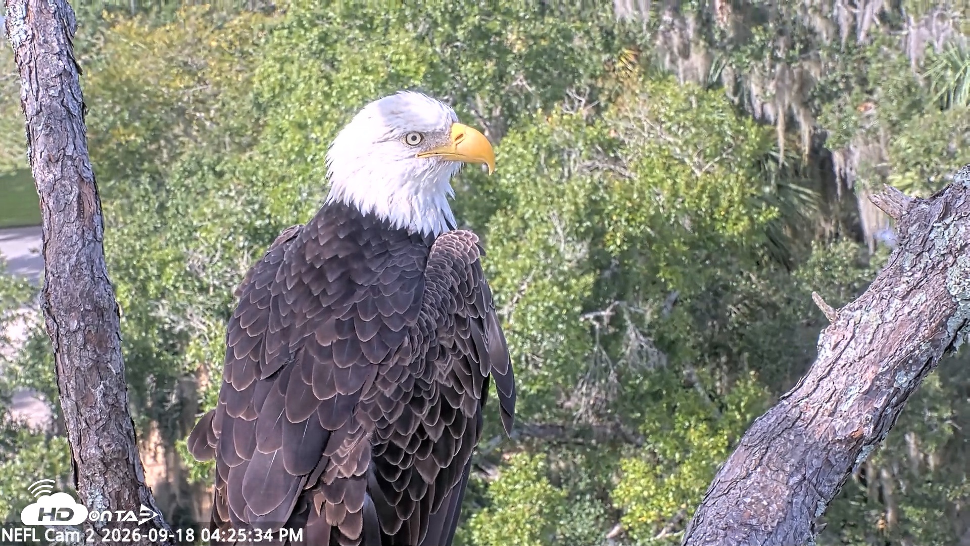 Snapshot of NE Florida Eagles Live Webcam taken Sep 18, 2026, 4:26pm EDT