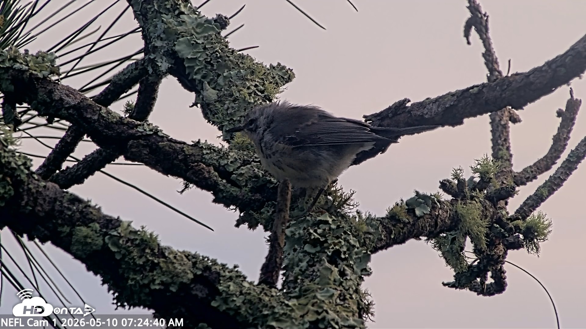Snapshot of NE Florida Eagles Live Webcam taken May 10, 2026, 7:25am EDT
