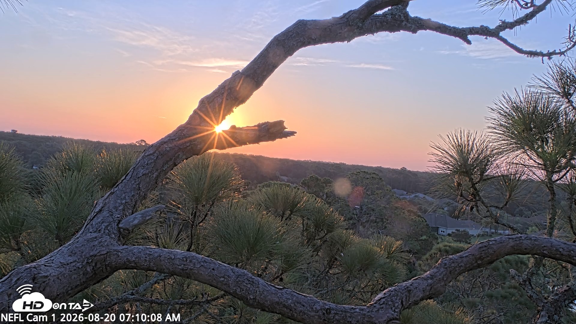 Snapshot of NE Florida Eagles Live Webcam taken Aug 20, 2026, 7:11am EDT