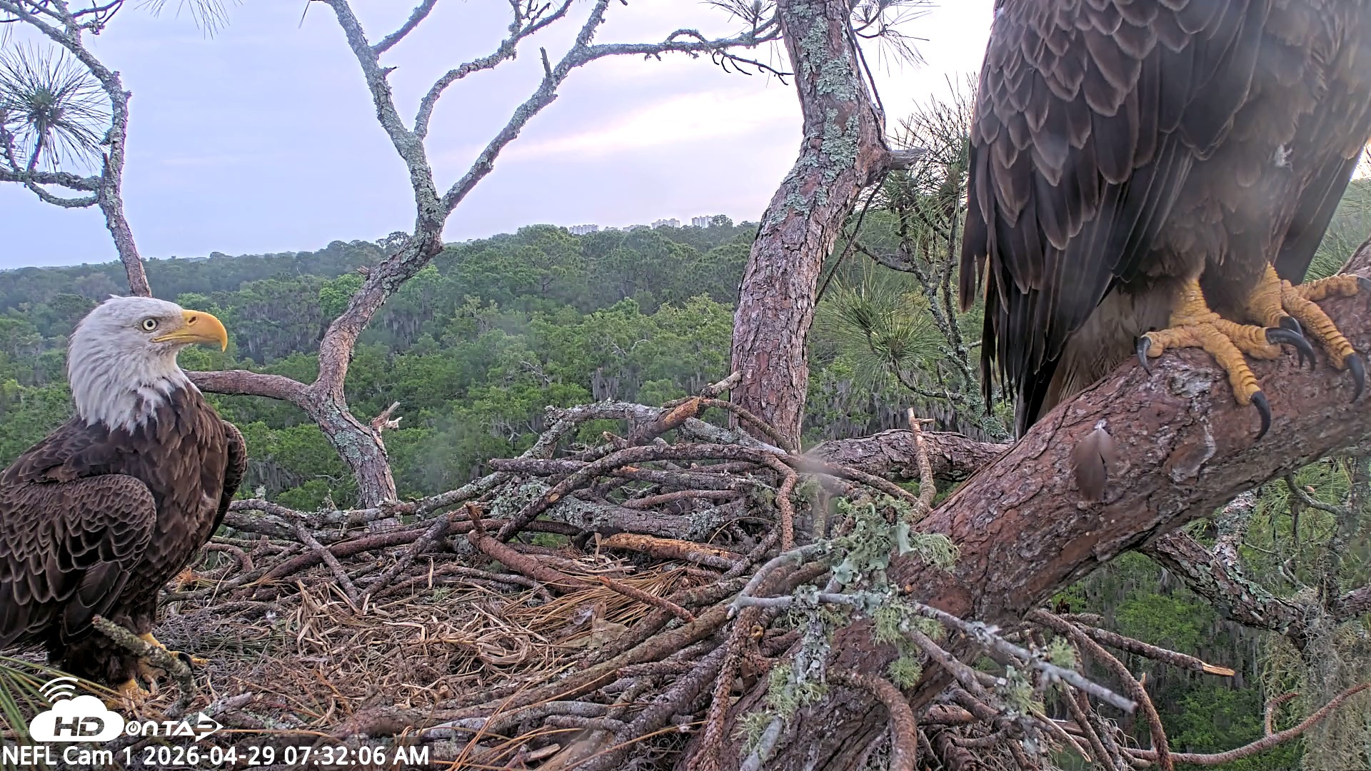 Snapshot of NE Florida Eagles Live Webcam taken Apr 29, 2026, 7:32am EDT