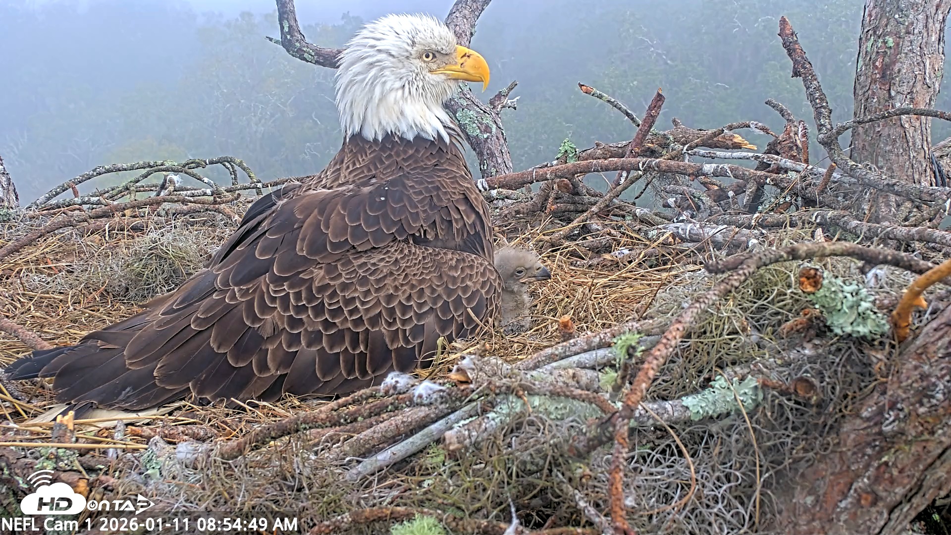 Snapshot of NE Florida Eagles Live Webcam taken Jan 11, 2026, 8:55am EST