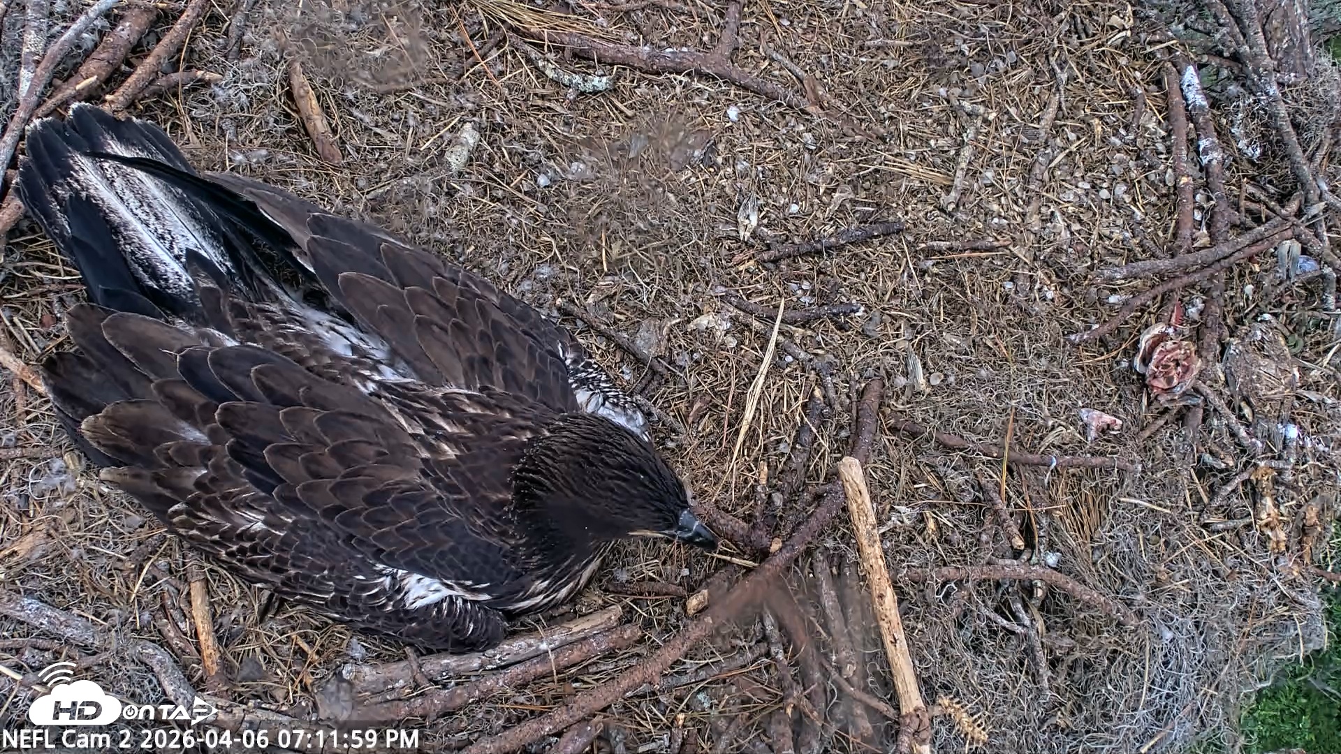 Snapshot of NE Florida Eagles Live Webcam taken Apr 6, 2026, 7:12pm EDT