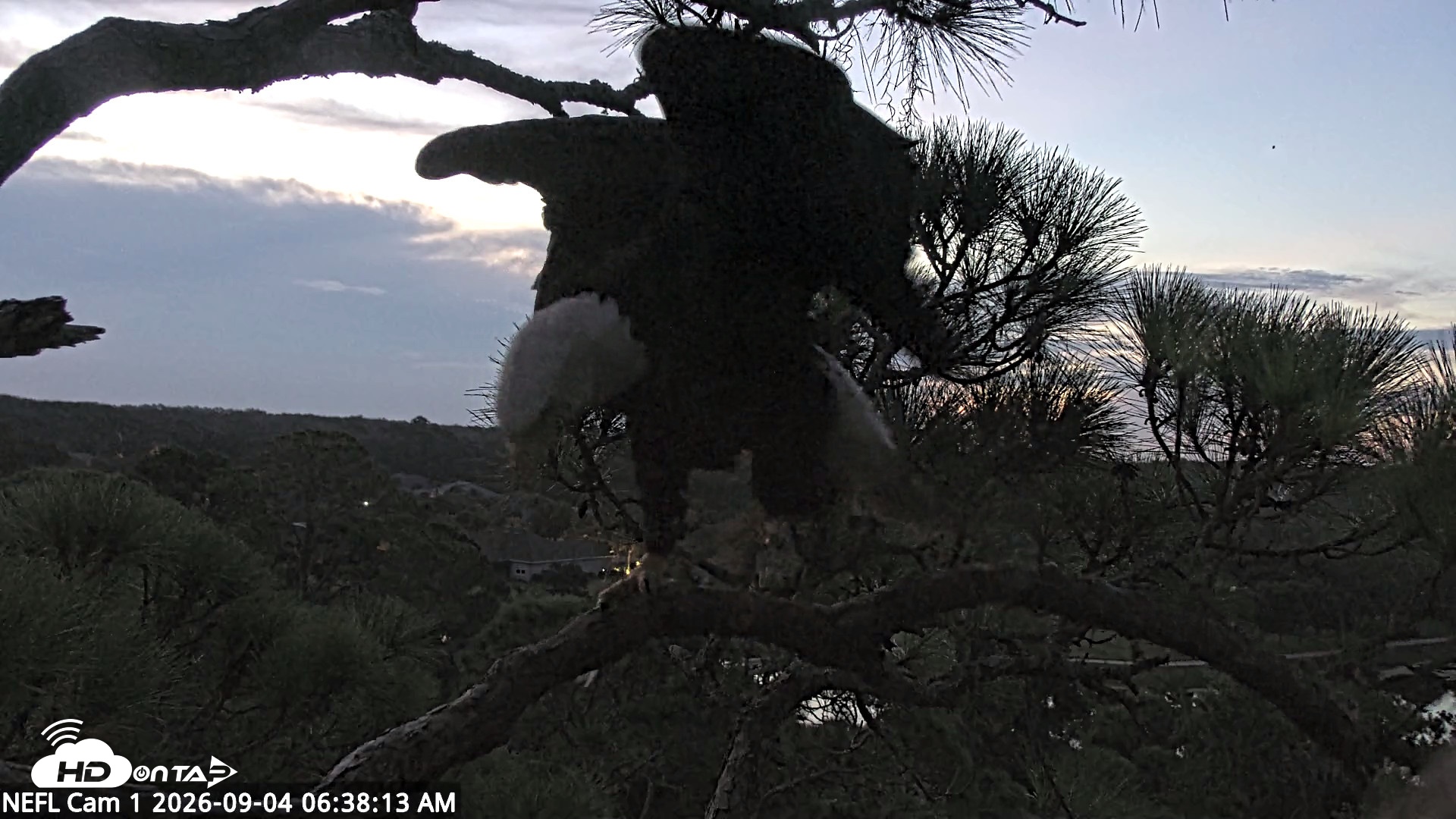 Snapshot of NE Florida Eagles Live Webcam taken Sep 4, 2026, 6:39am EDT