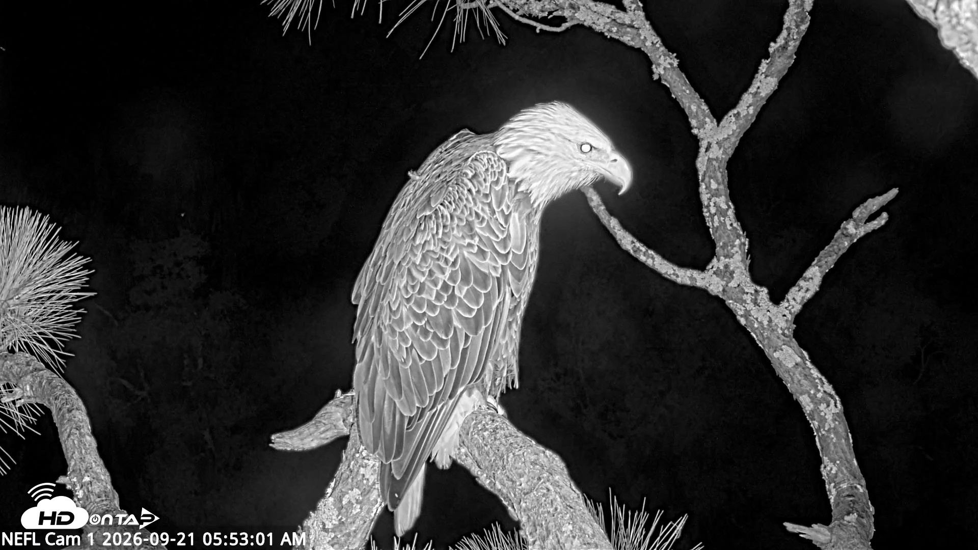 Snapshot of NE Florida Eagles Live Webcam taken Sep 21, 2026, 5:54am EDT