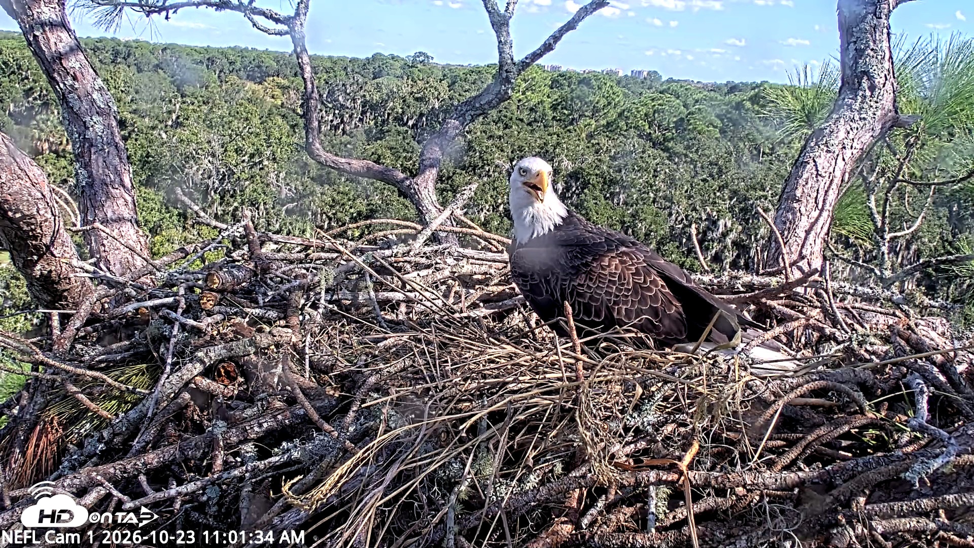 Snapshot of NE Florida Eagles Live Webcam taken Oct 23, 2026, 11:02am EDT