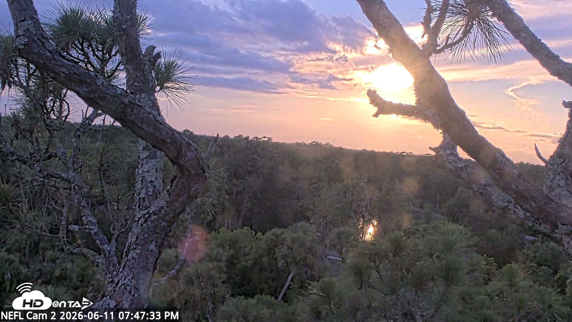 Snapshot of NE Florida Eagles Live Webcam taken Jun 11, 2026, 7:49pm EDT