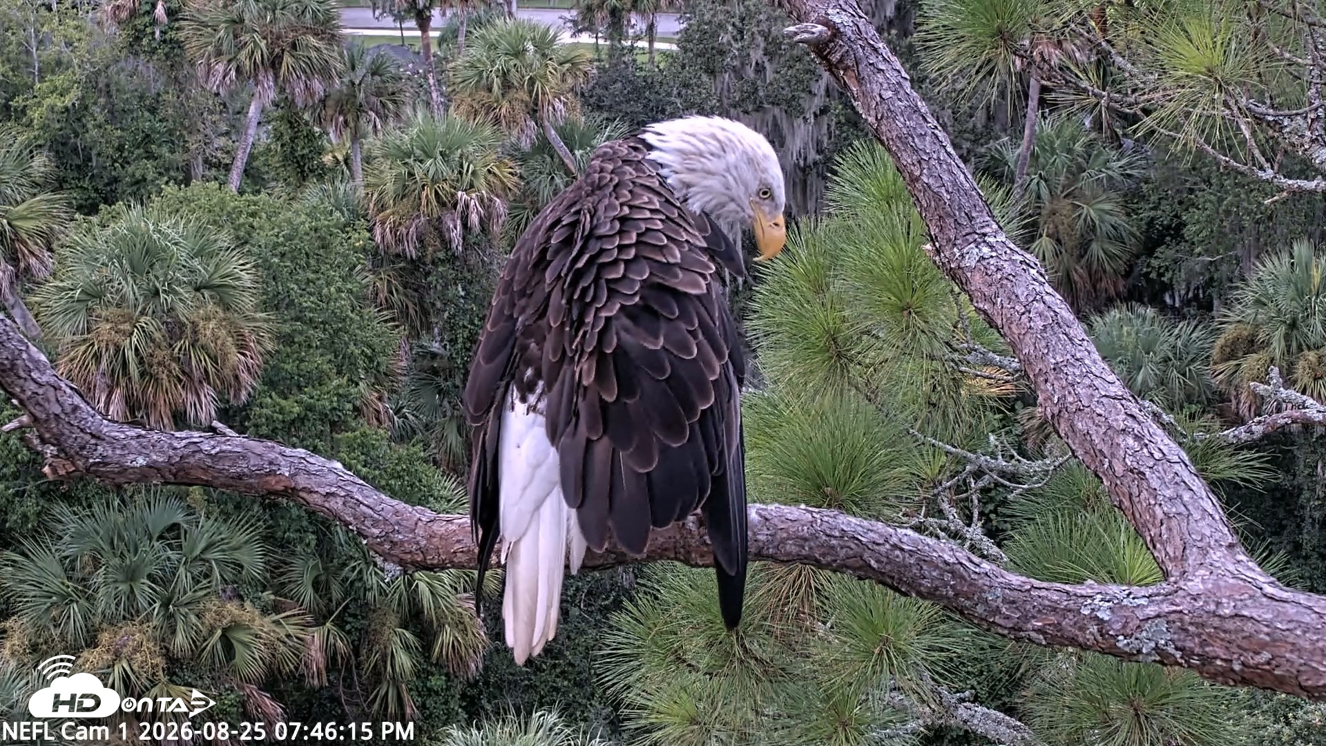 Snapshot of NE Florida Eagles Live Webcam taken Aug 25, 2026, 7:47pm EDT