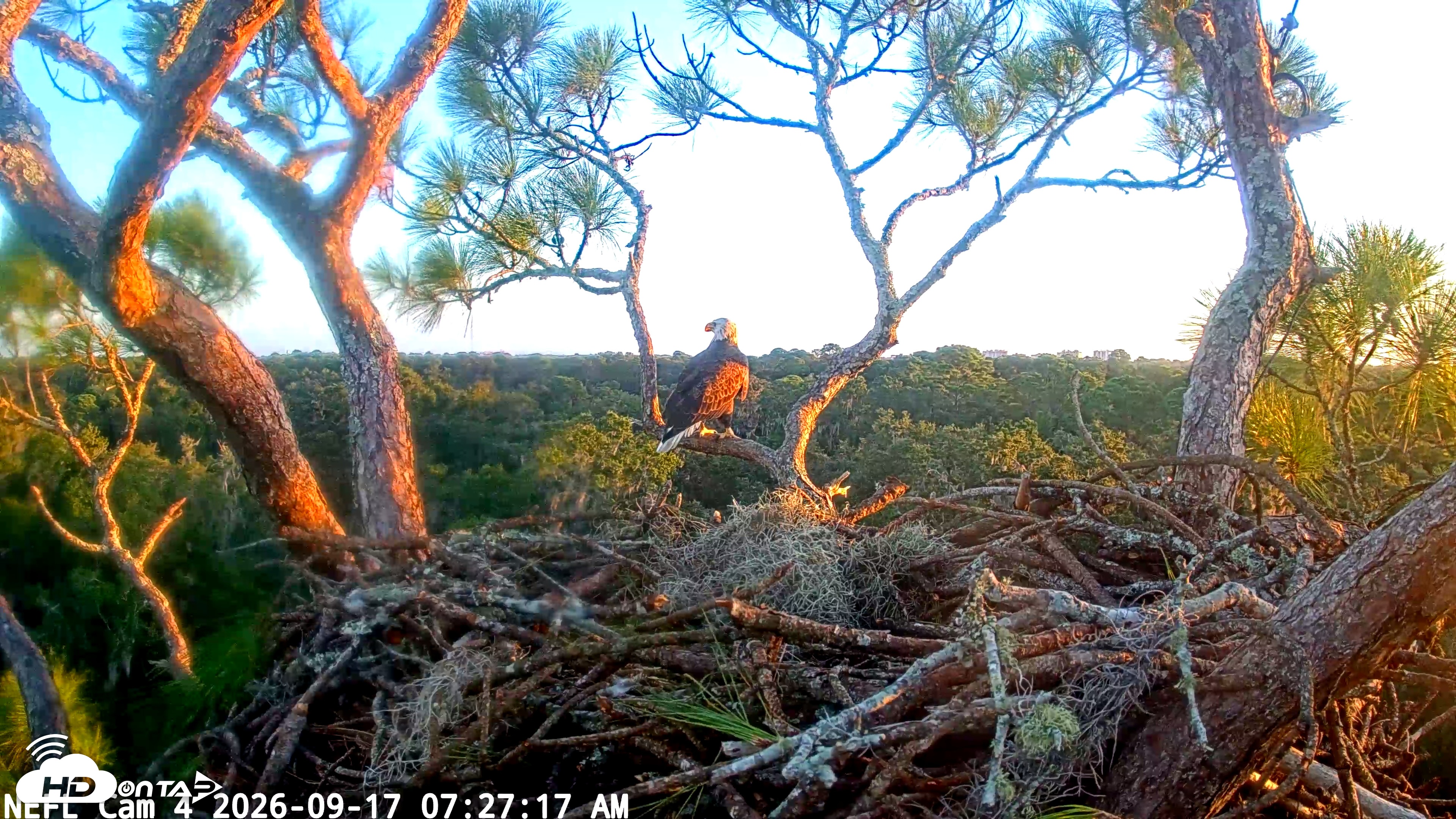 Snapshot of NE Florida Eagles Live Webcam taken Sep 17, 2026, 7:29am EDT
