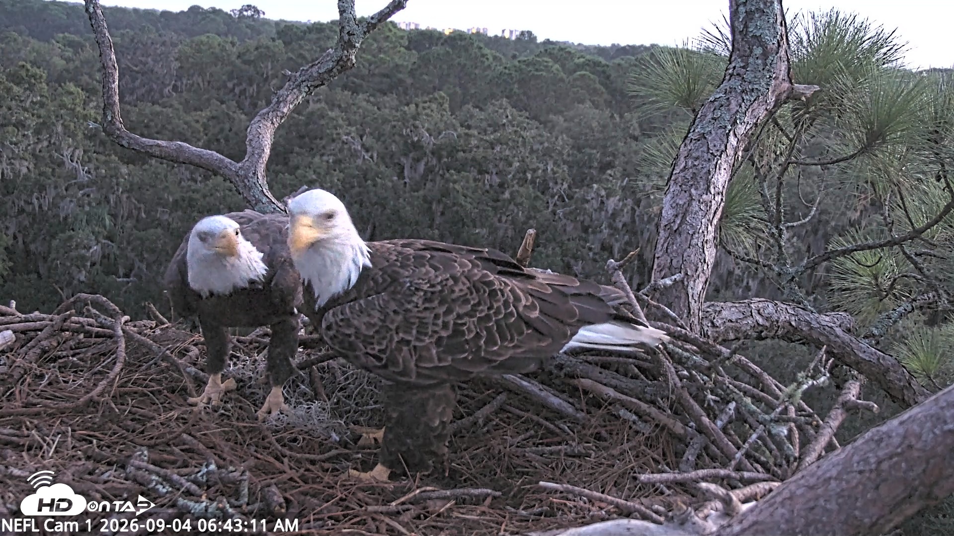 Snapshot of NE Florida Eagles Live Webcam taken Sep 4, 2026, 6:44am EDT