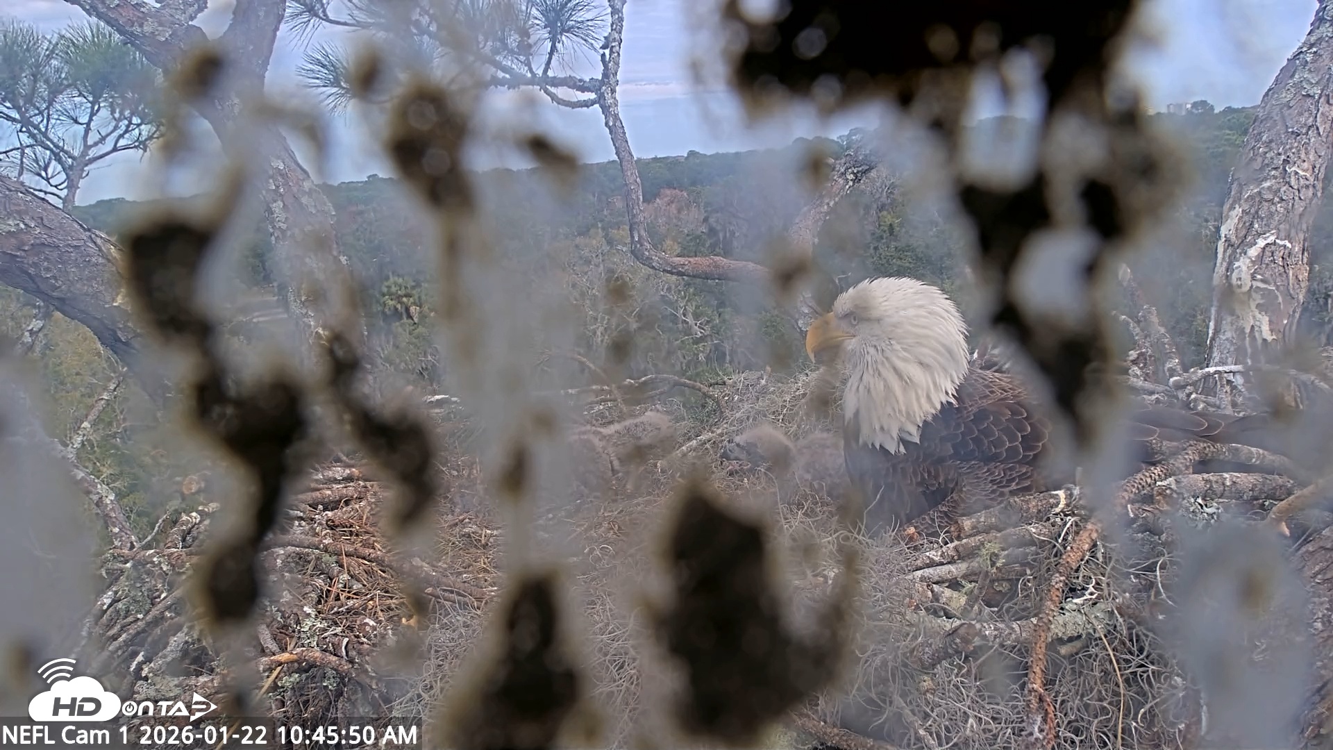 Snapshot of NE Florida Eagles Live Webcam taken Jan 22, 2026, 10:46am EST
