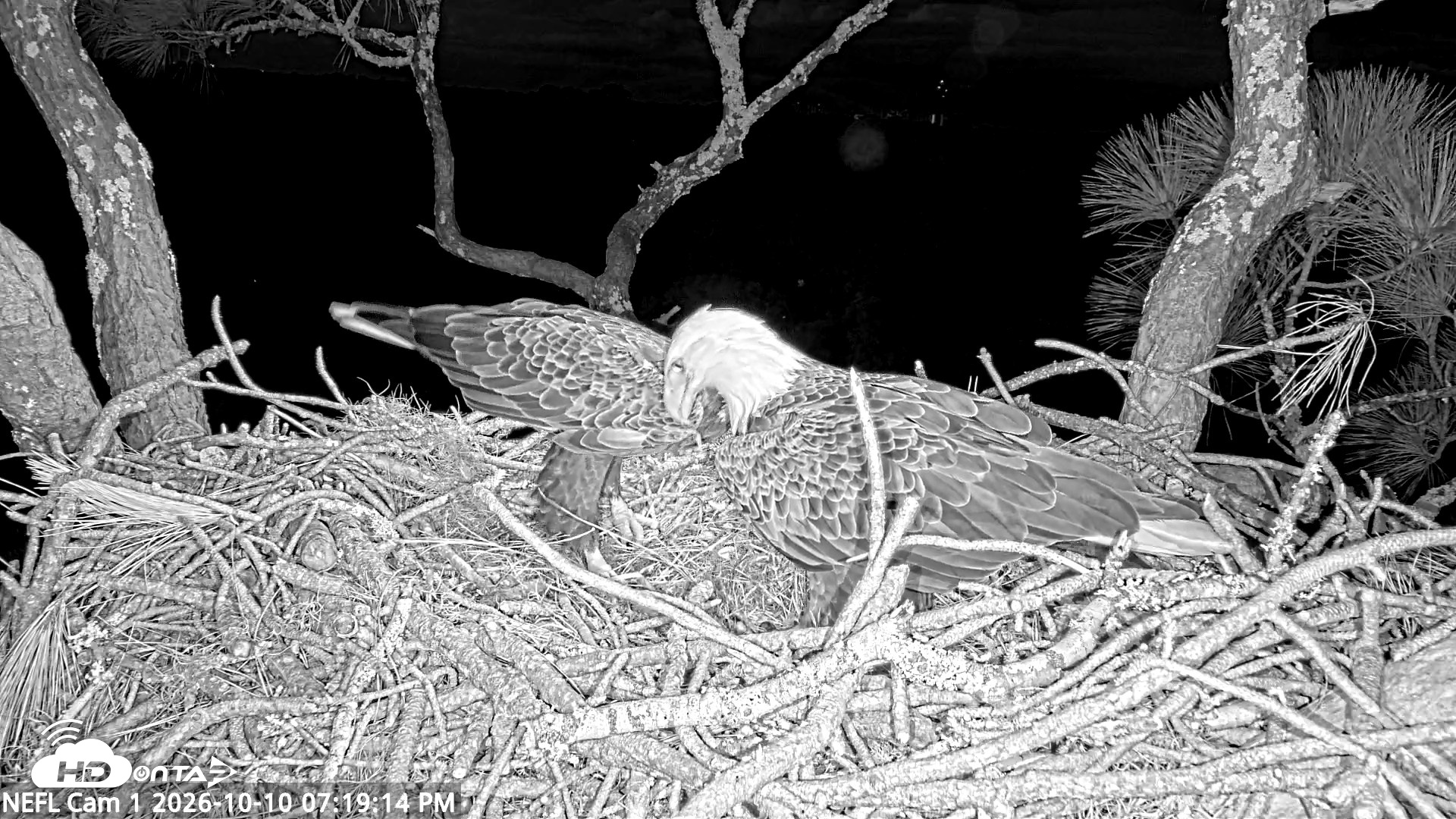 Snapshot of NE Florida Eagles Live Webcam taken Oct 10, 2026, 7:20pm EDT