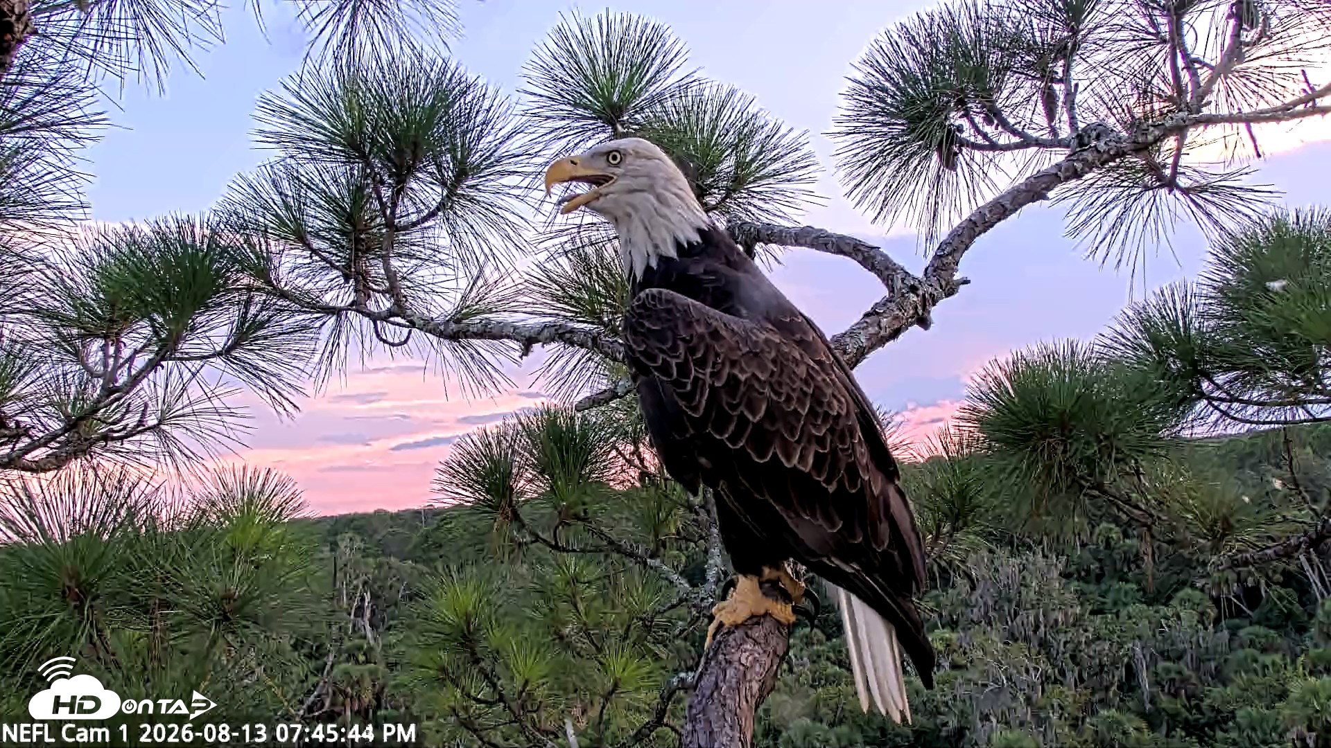 Snapshot of NE Florida Eagles Live Webcam taken Aug 13, 2026, 7:46pm EDT