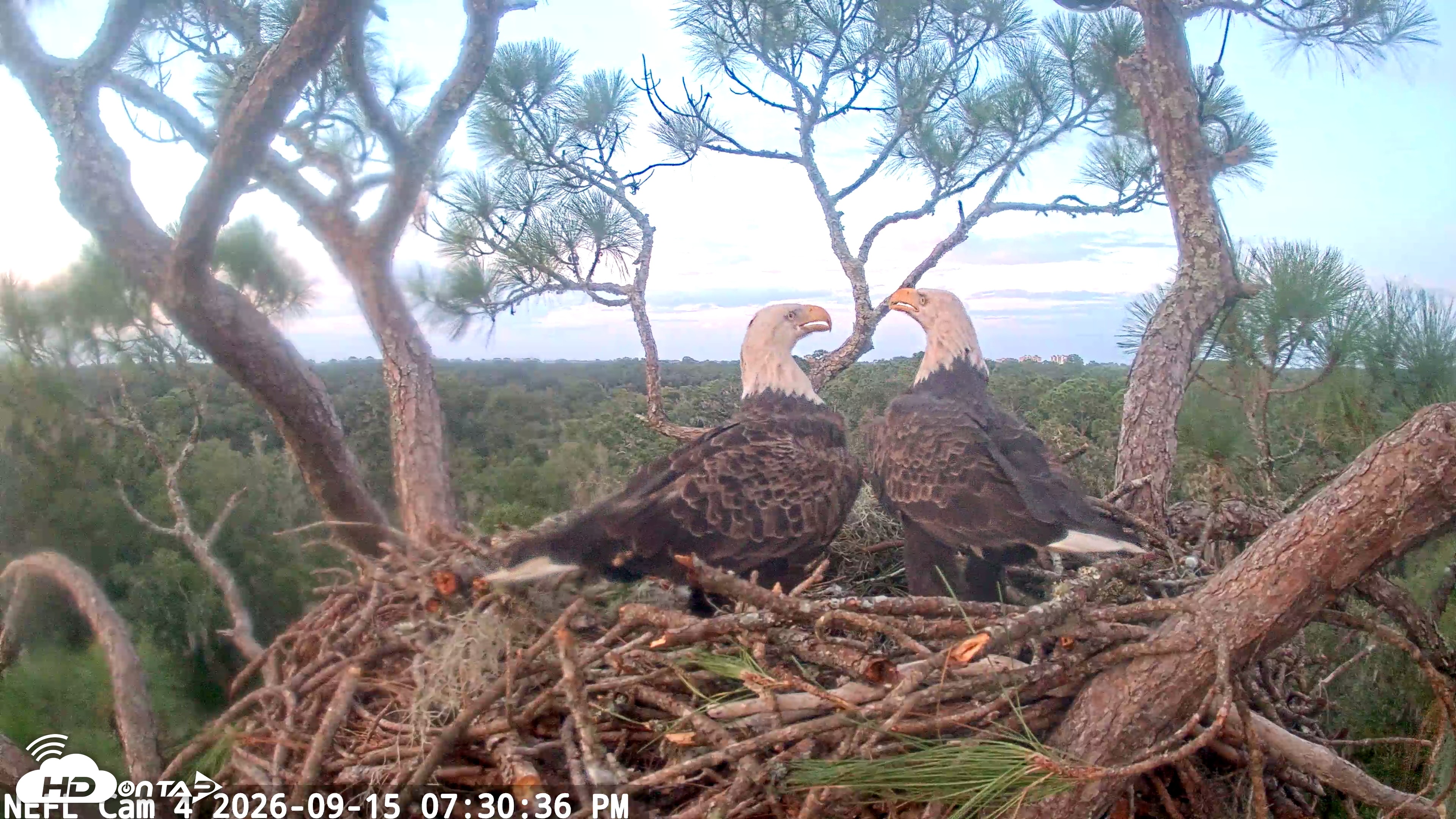Snapshot of NE Florida Eagles Live Webcam taken Sep 15, 2026, 7:31pm EDT