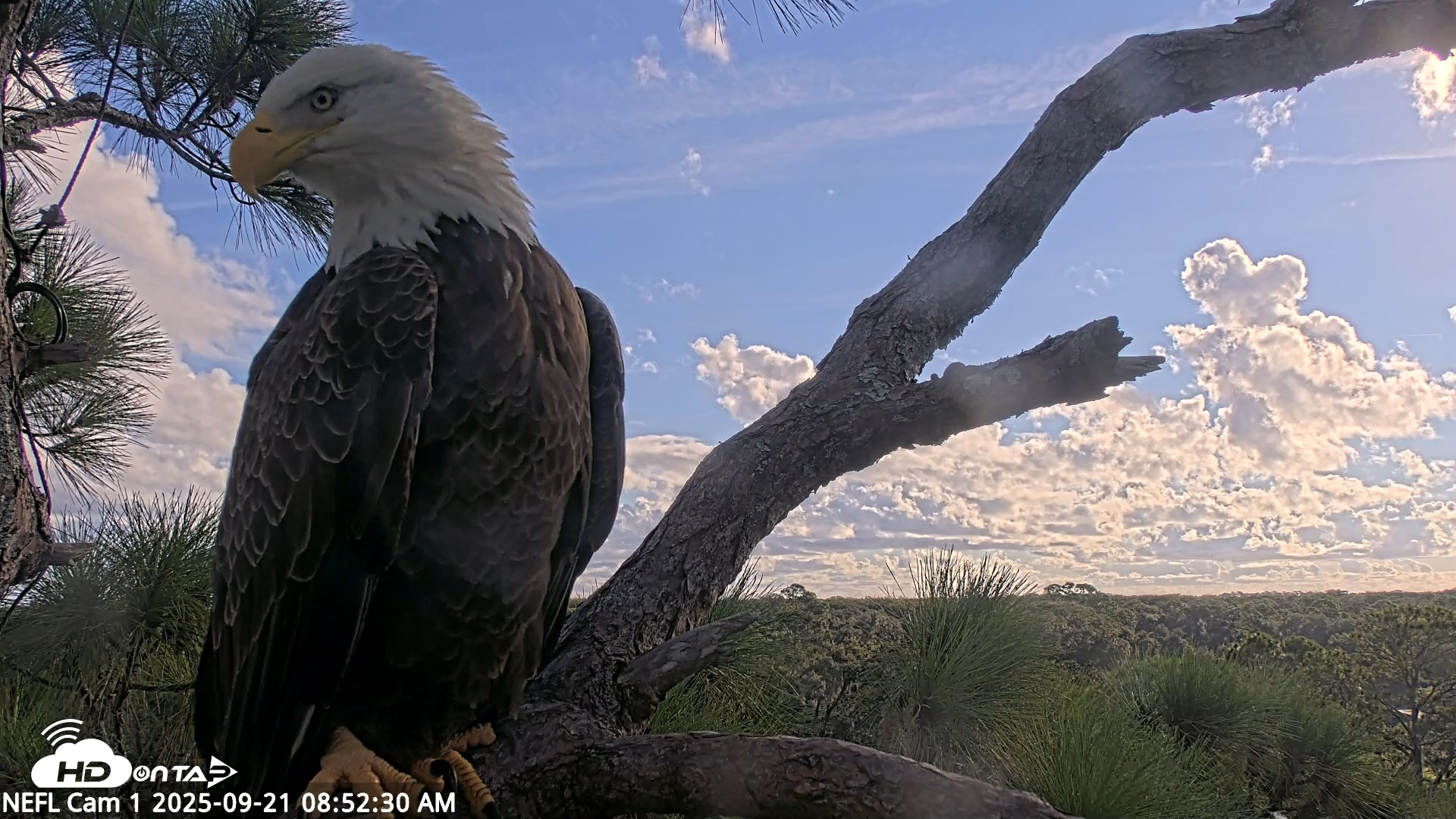 Snapshot of NE Florida Eagles Live Webcam taken Sep 21, 2025, 8:53am EDT