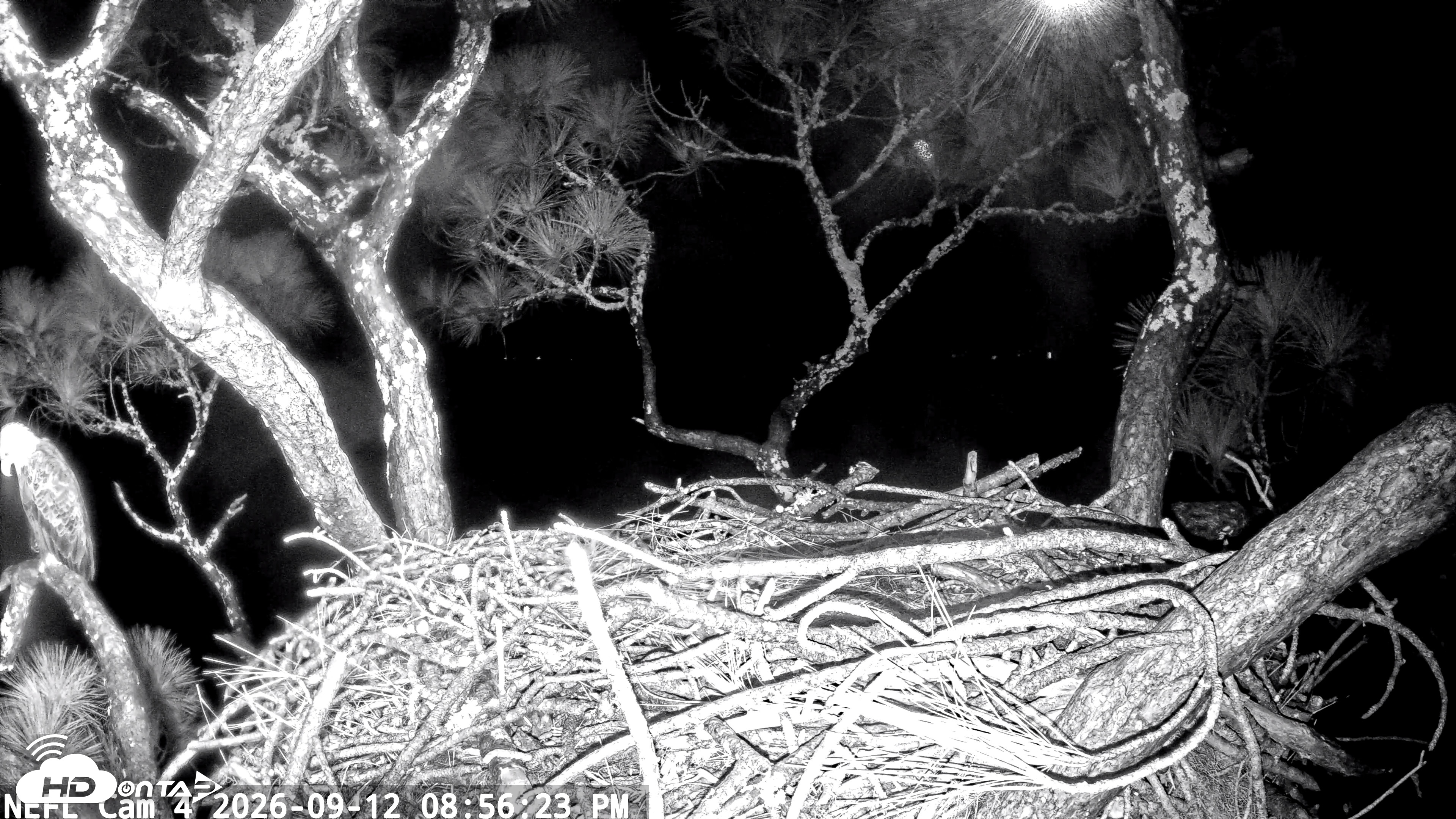 Snapshot of NE Florida Eagles Live Webcam taken Sep 12, 2026, 8:57pm EDT