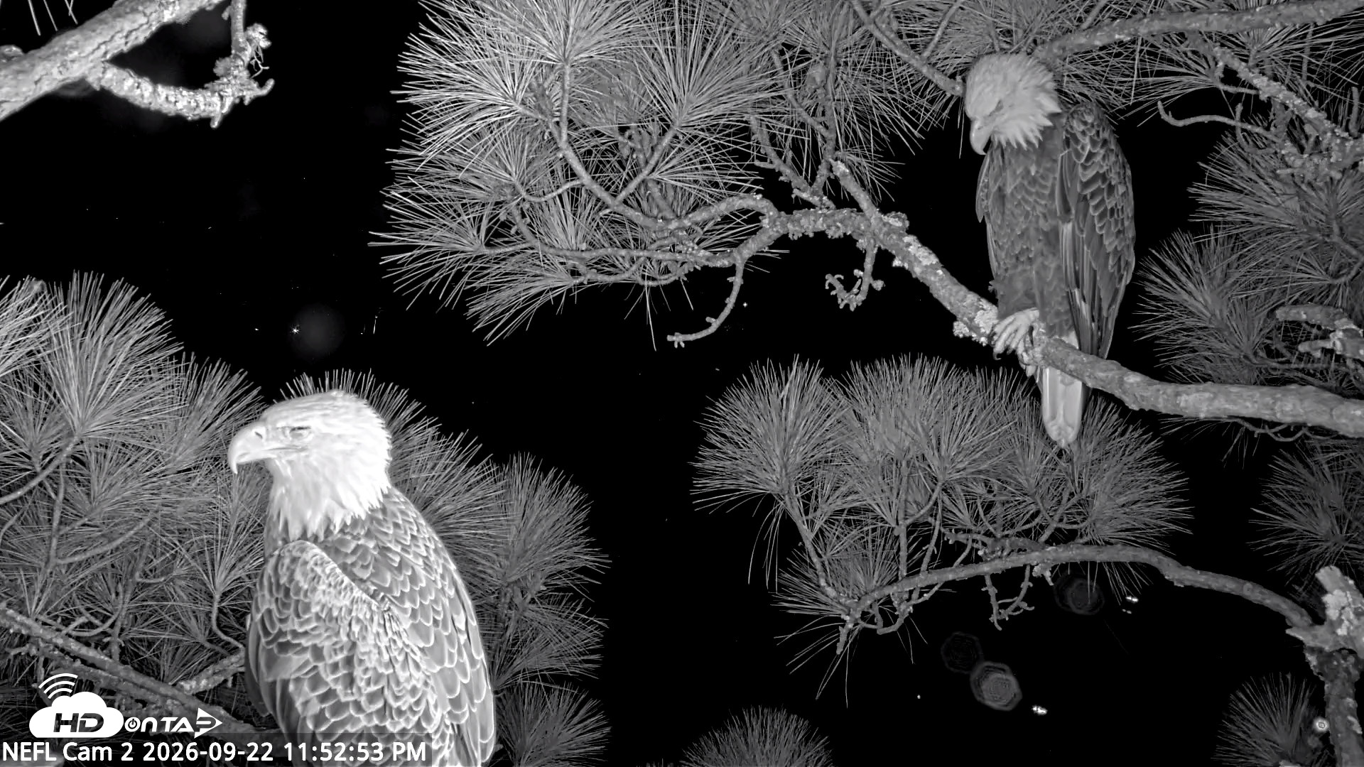 Snapshot of NE Florida Eagles Live Webcam taken Sep 22, 2026, 11:53pm EDT